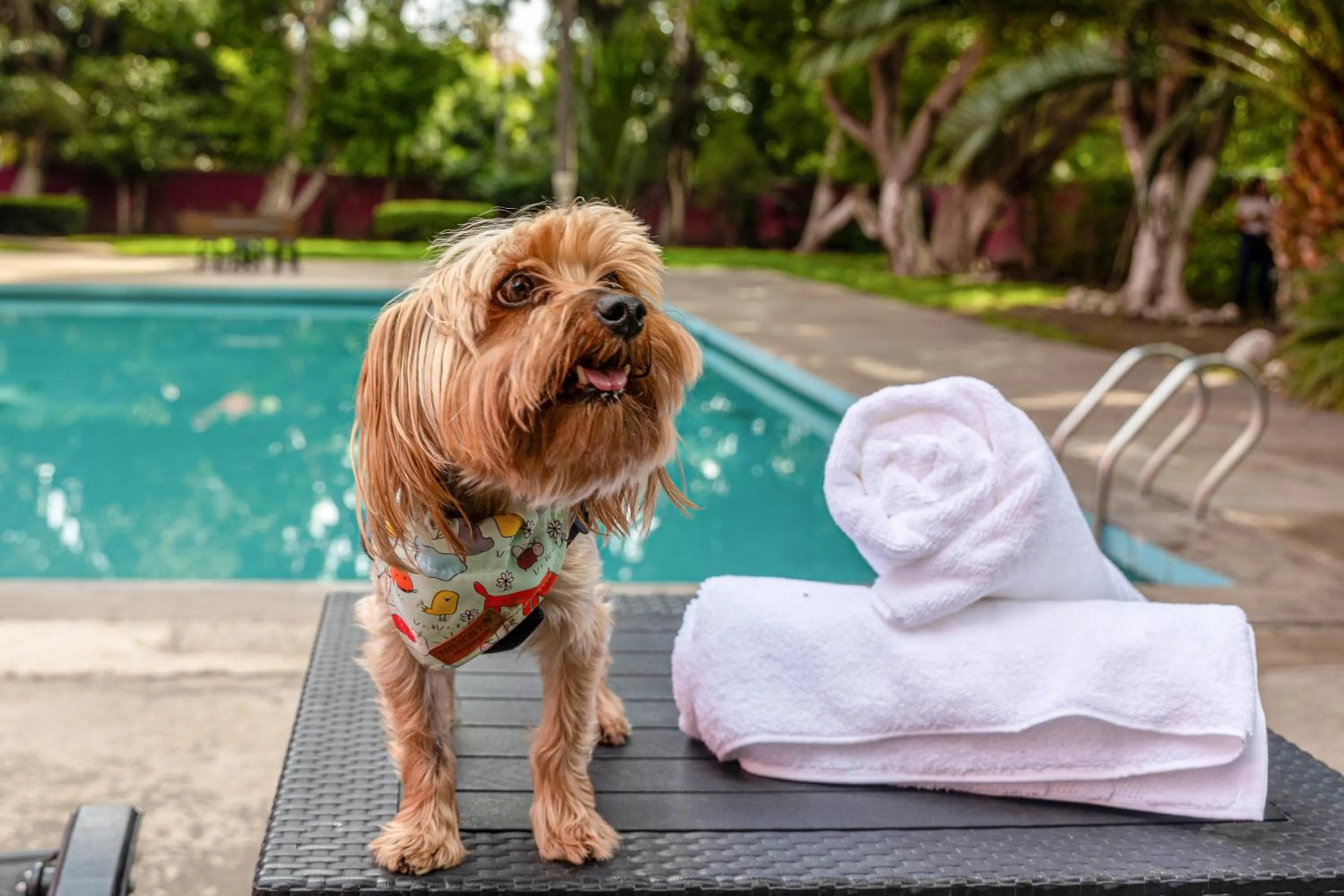 Animals in Hotel Real de Puebla