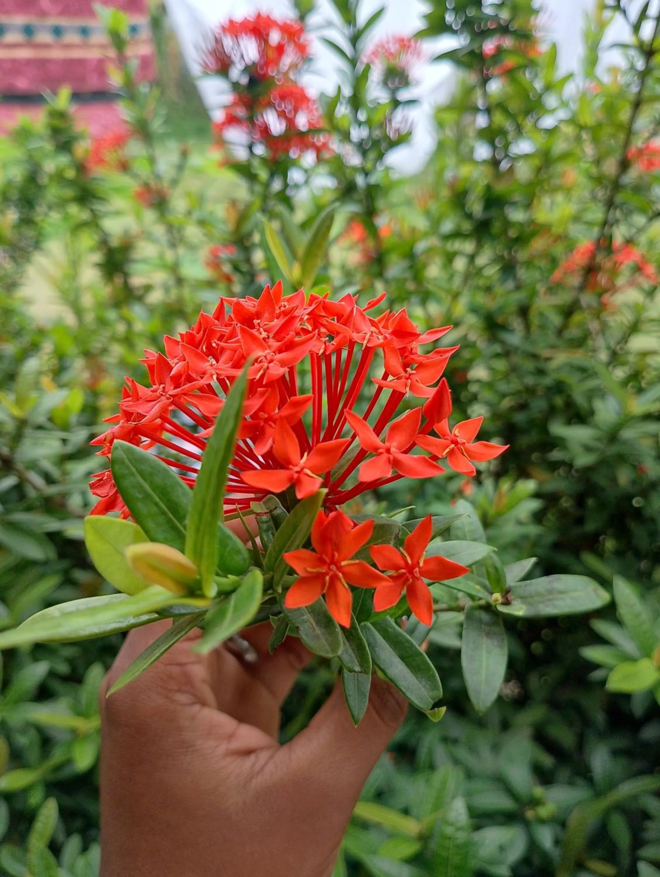 Hostal del Mar - Tolu