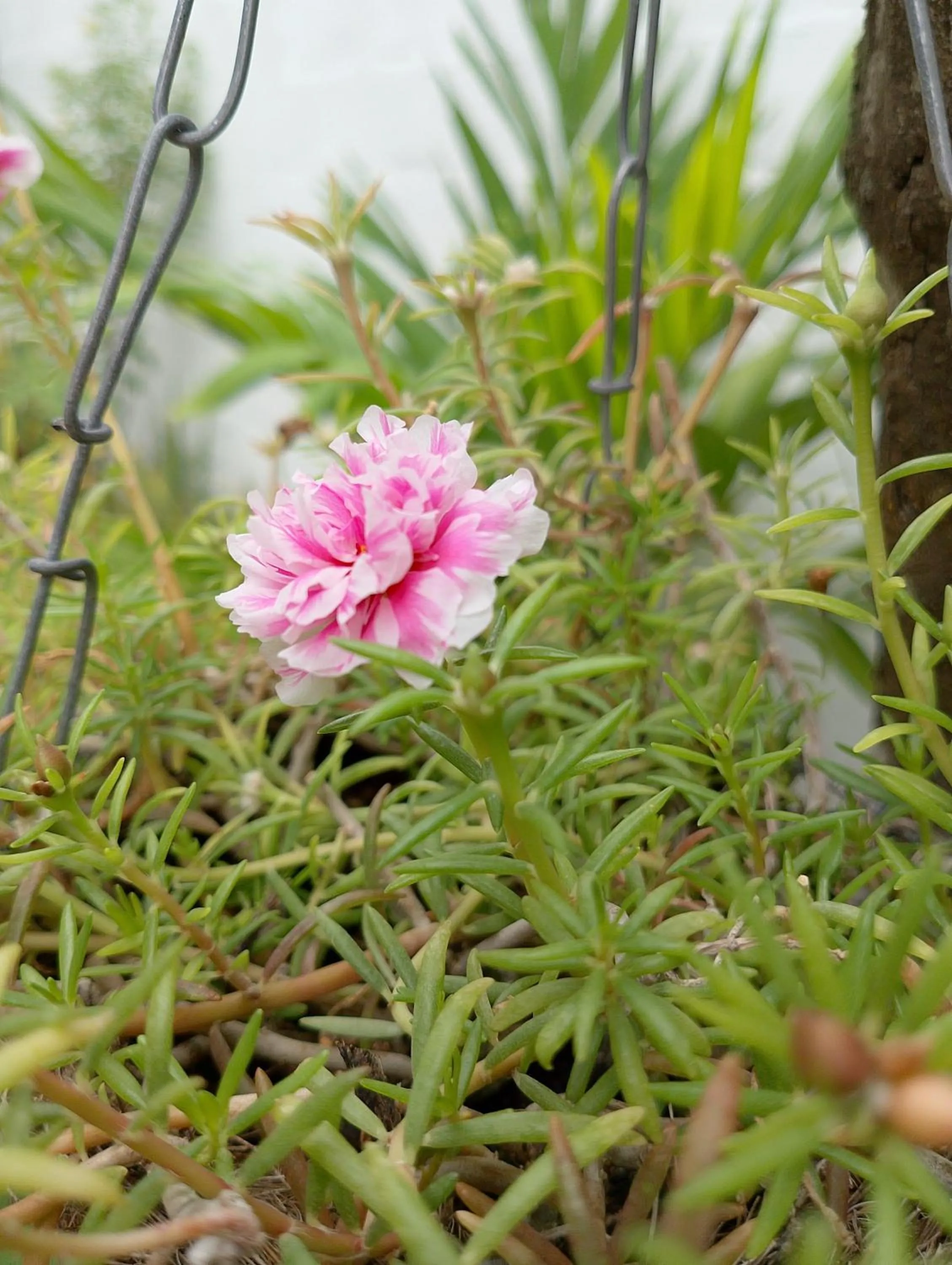 Hostal del Mar - Tolu