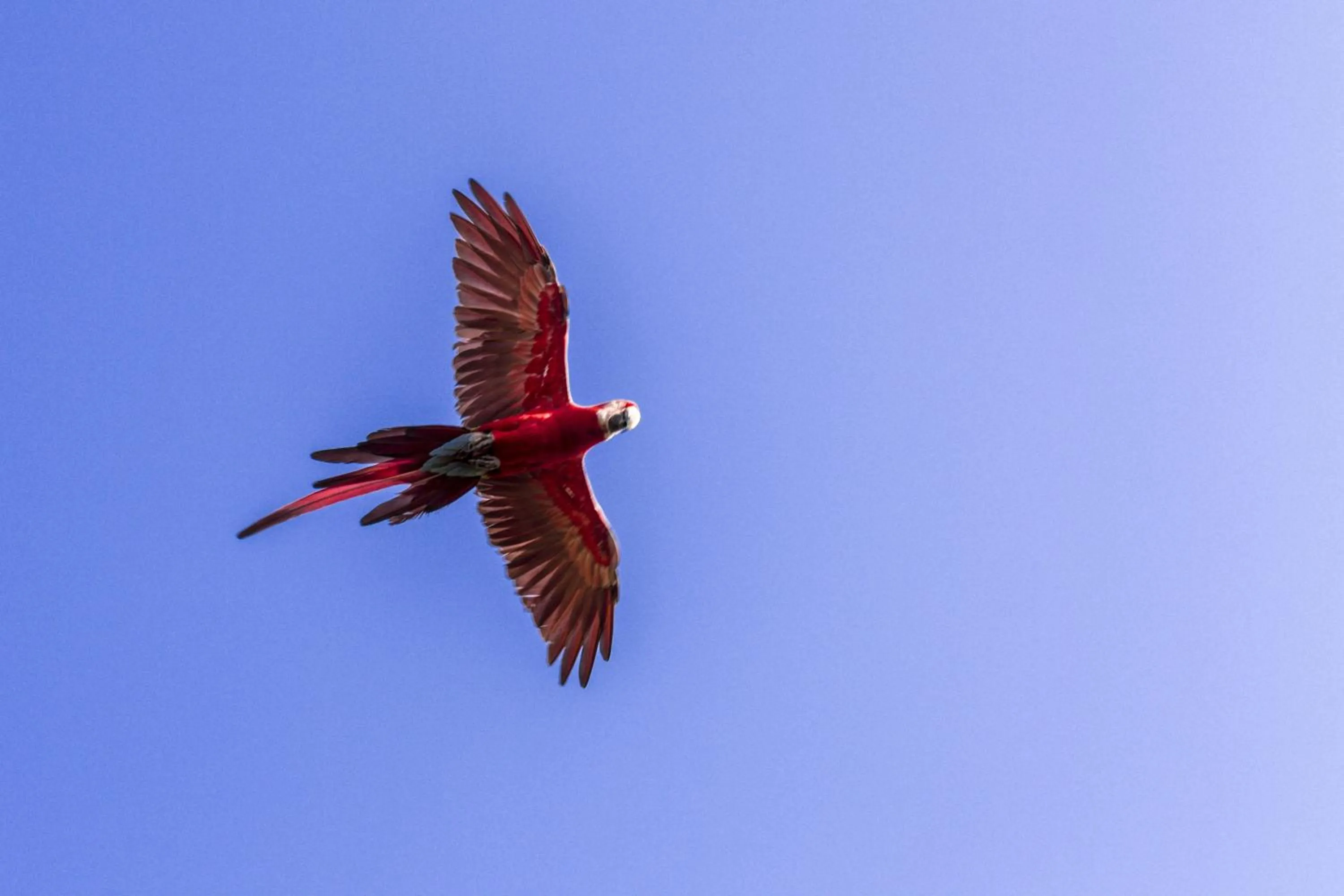 Animals in Zagaia Eco Resort