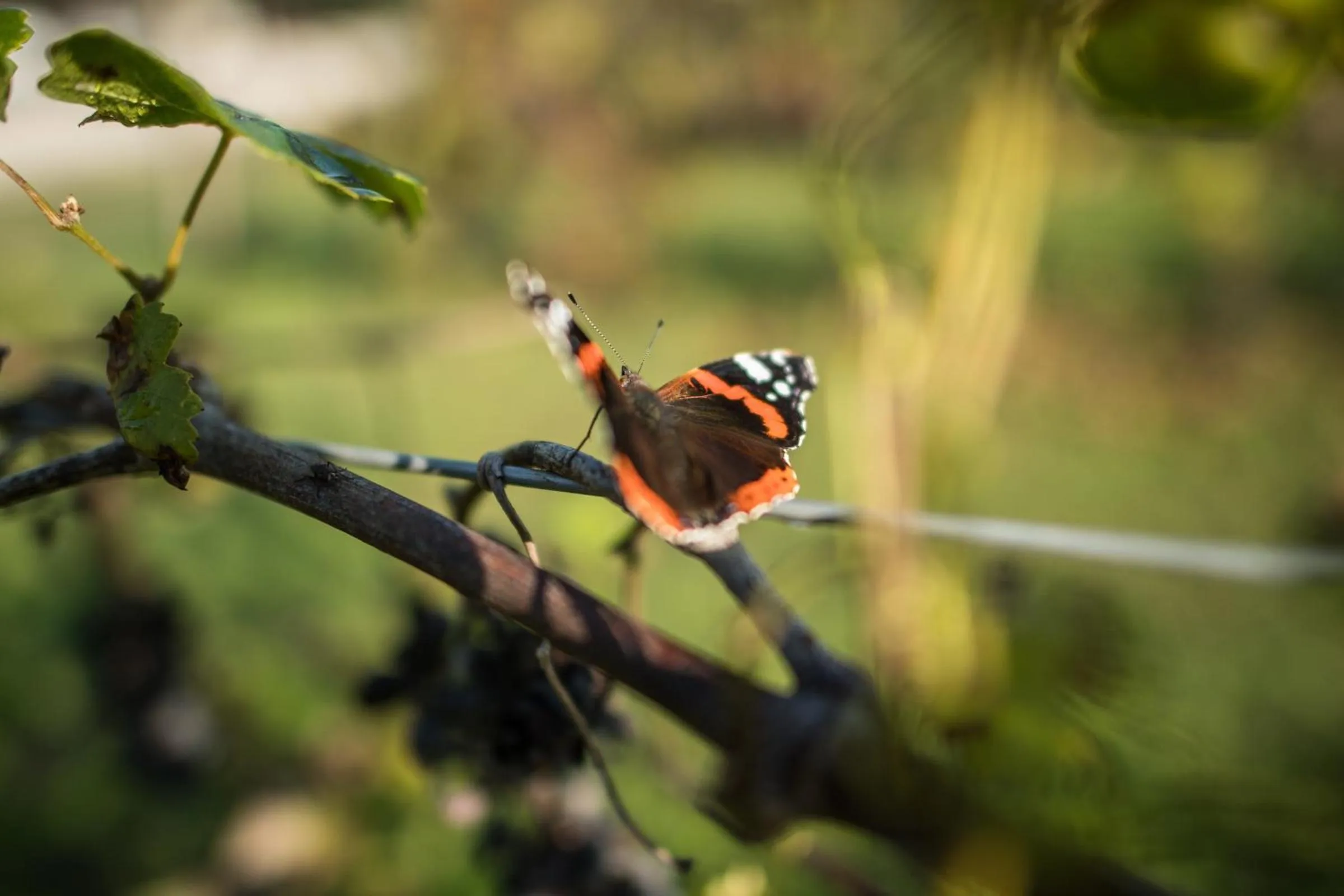 Natural landscape in Agriturismo Beatilla