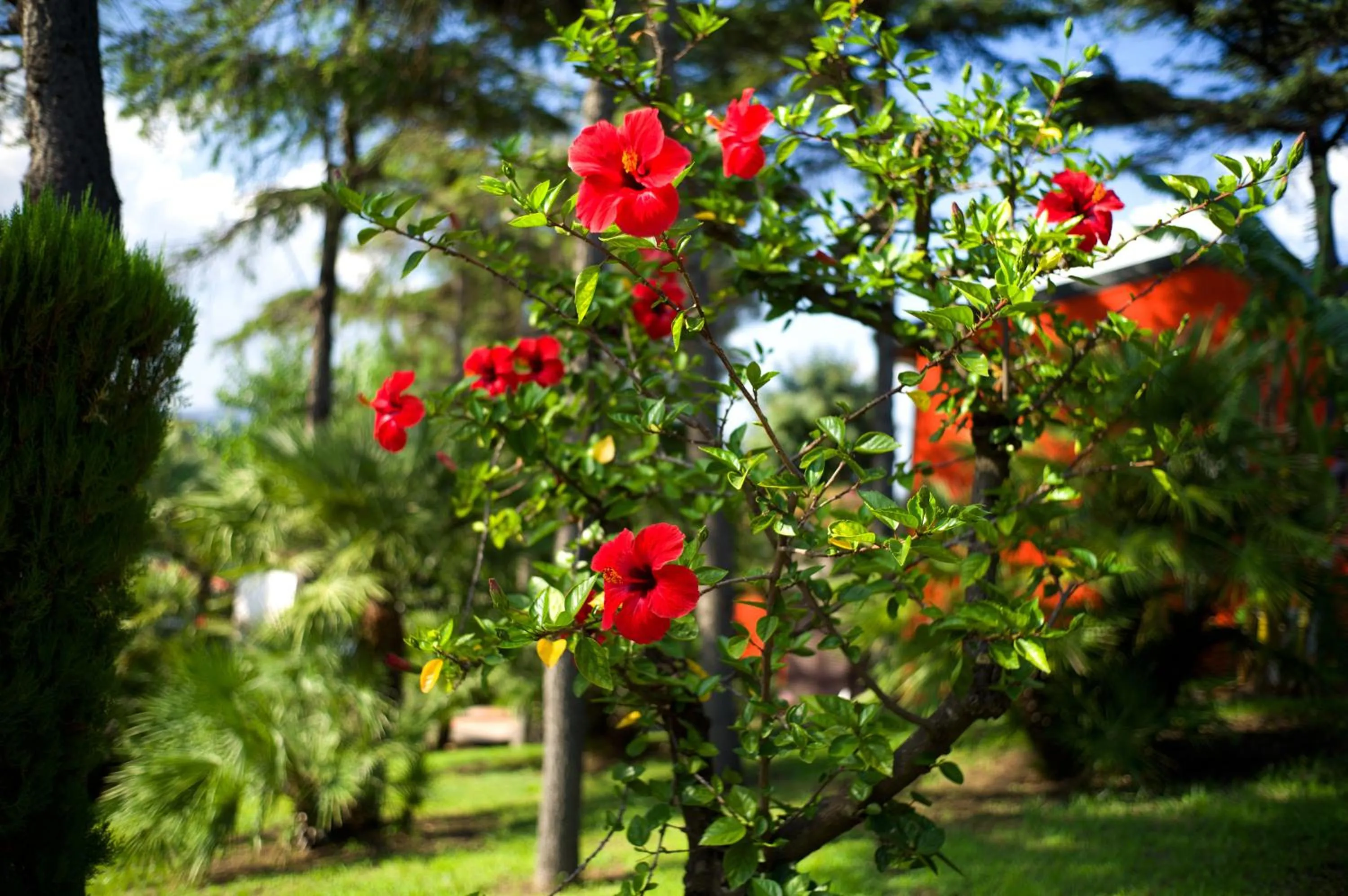 Summer in Atlantis Palace Hotel