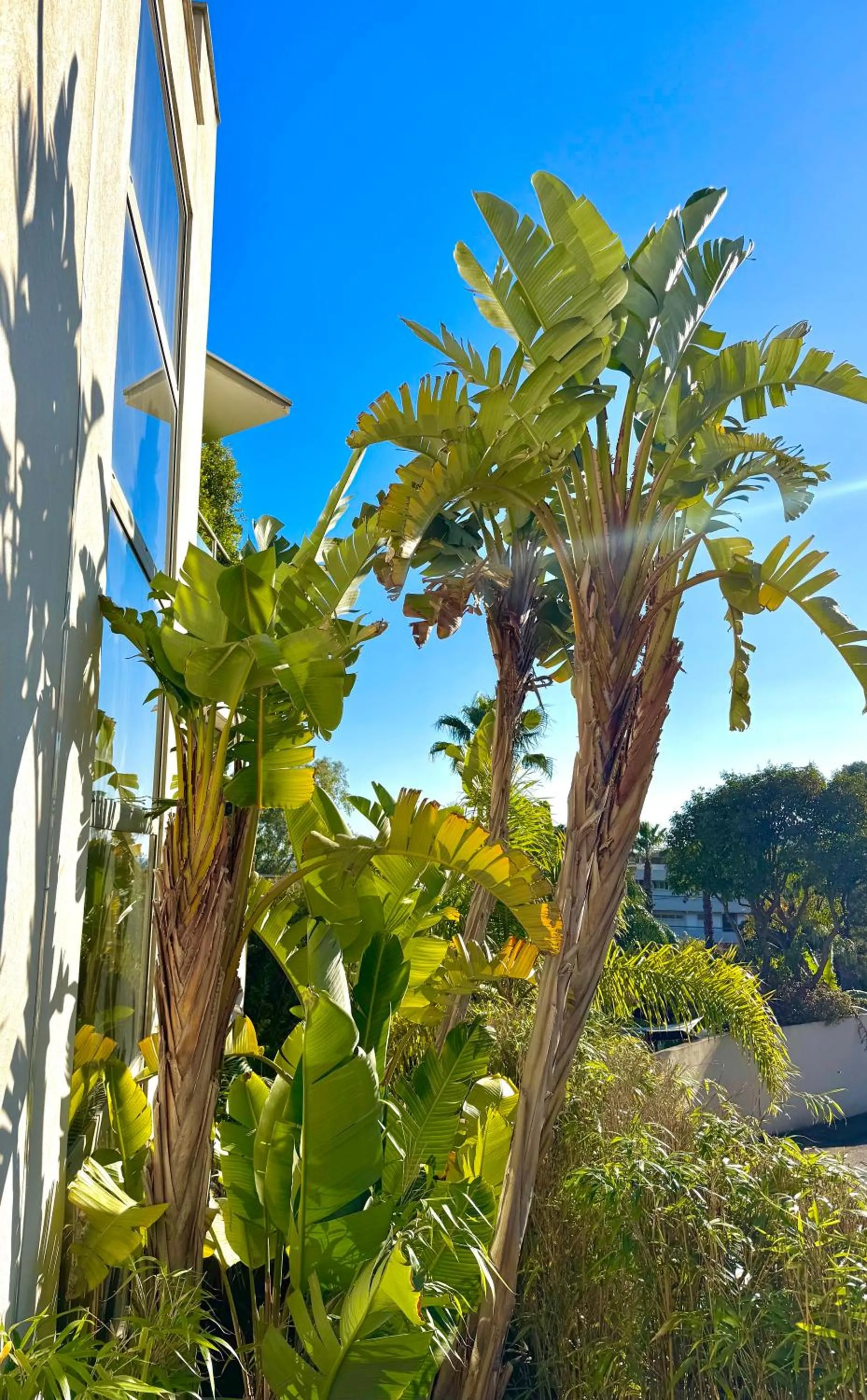 Garden in Cannes Villa St Barth