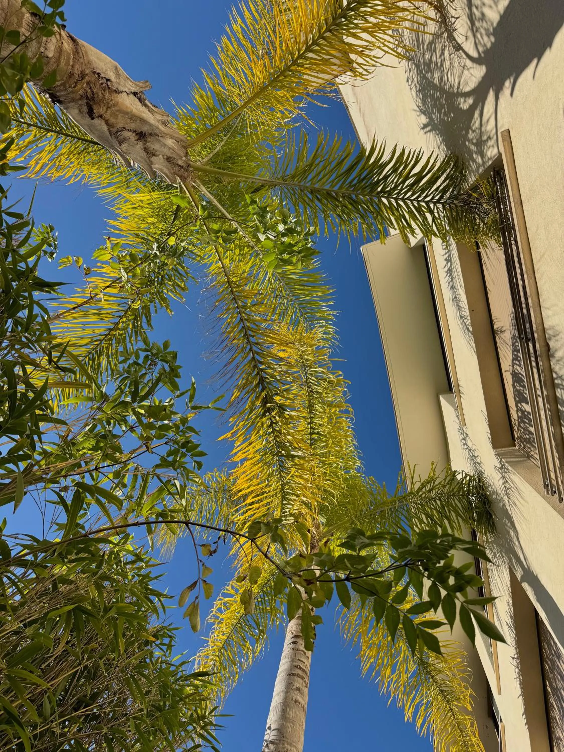Garden in Cannes Villa St Barth