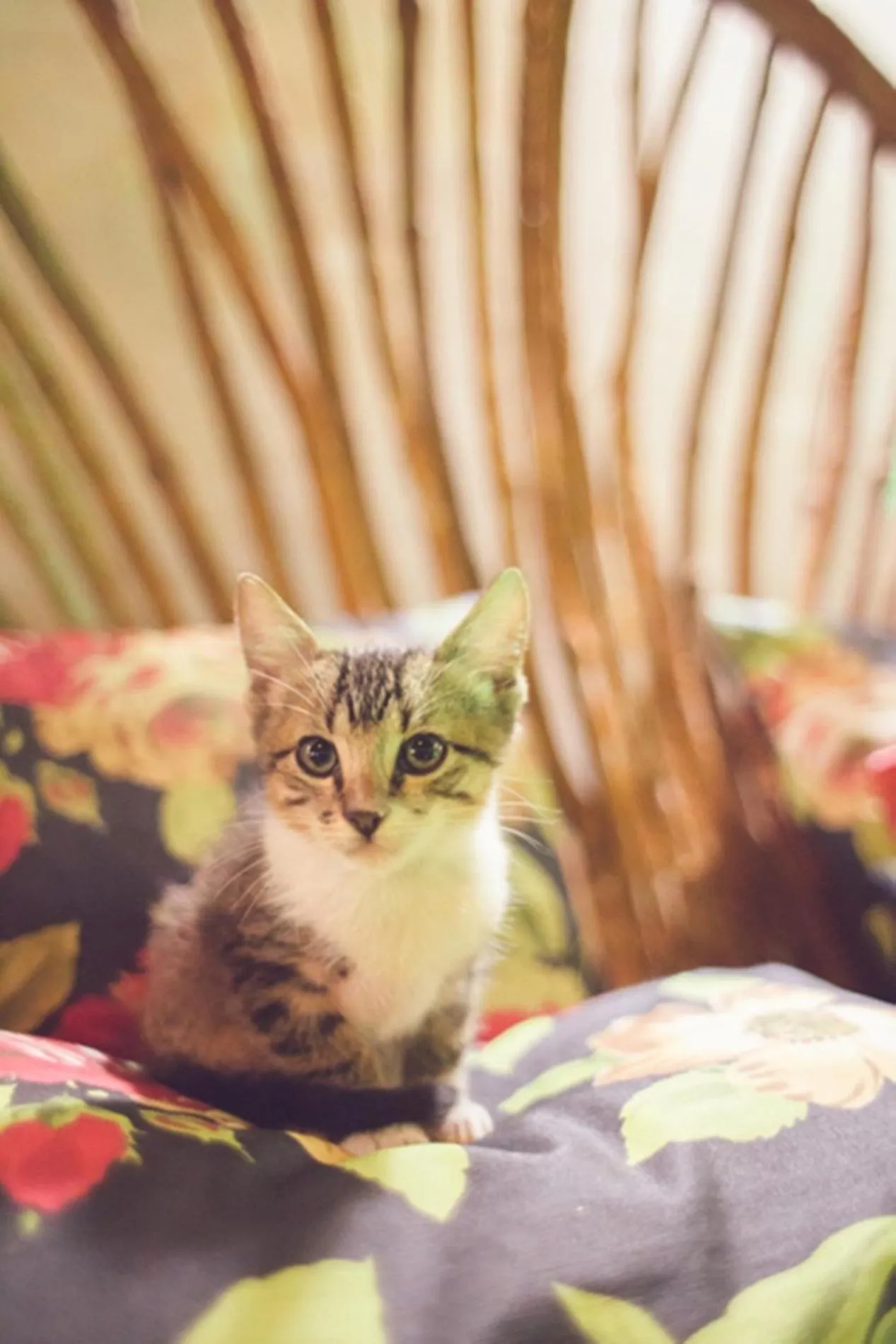 Pets in Pousada Chamamé