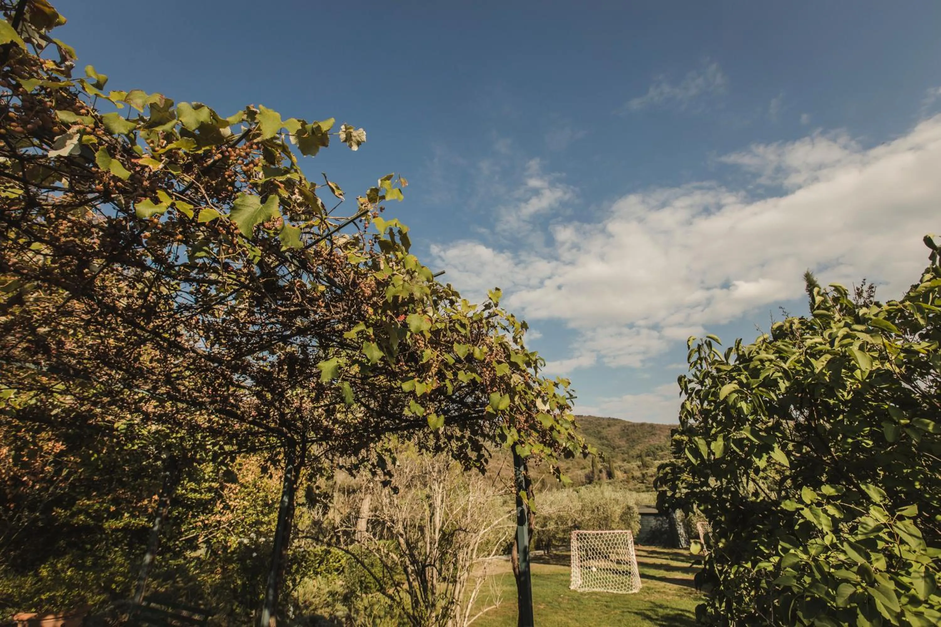 Natural landscape in La Veronica Exclusive Chianti Resort