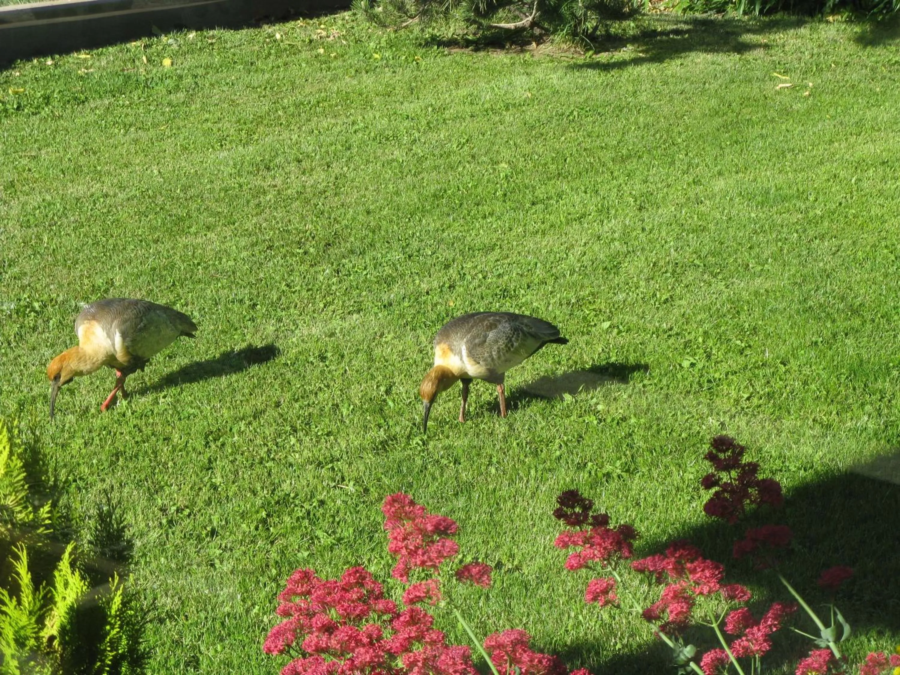 Garden in Alto Verde Hostería