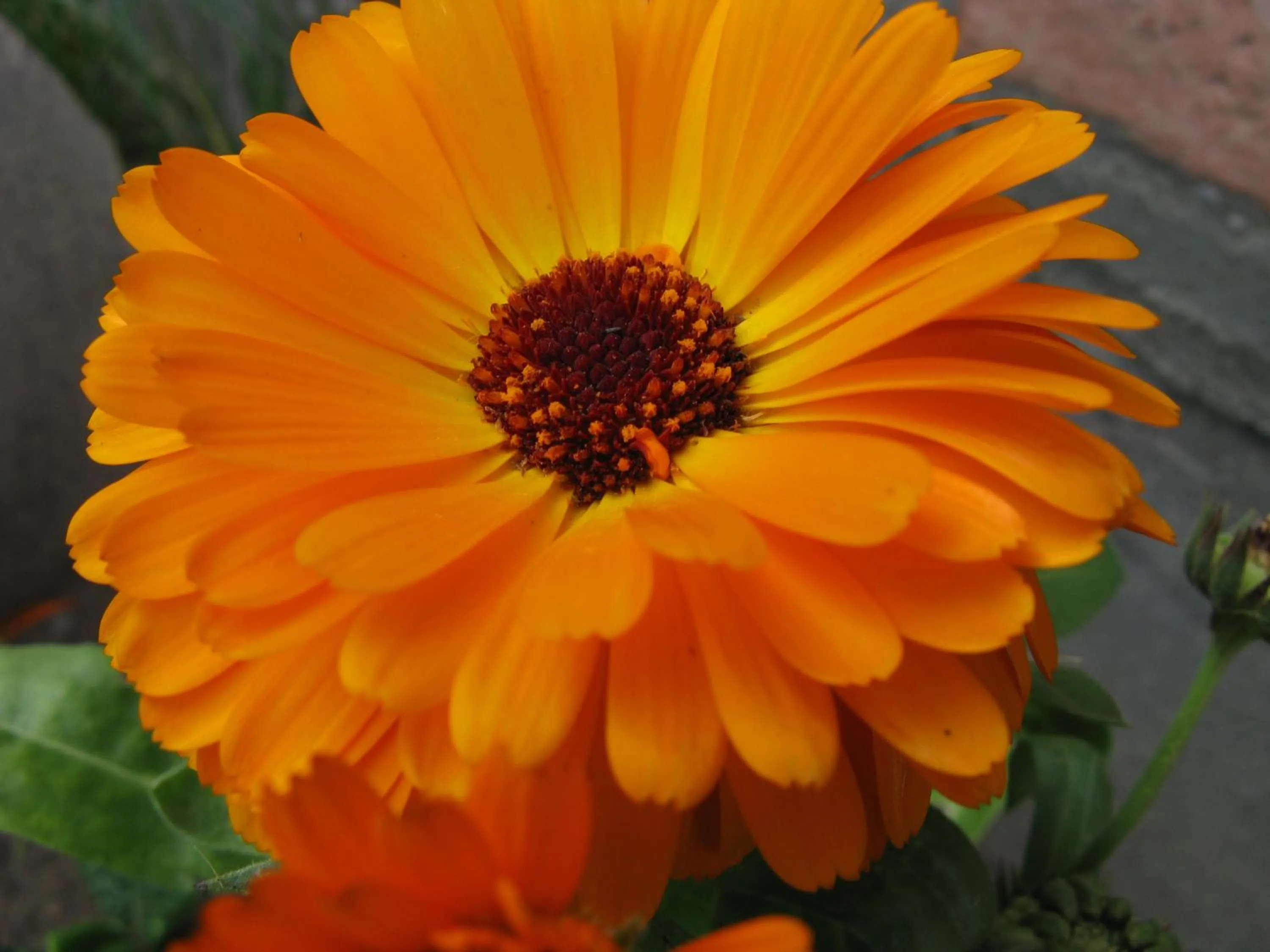 Garden in Alto Verde Hostería