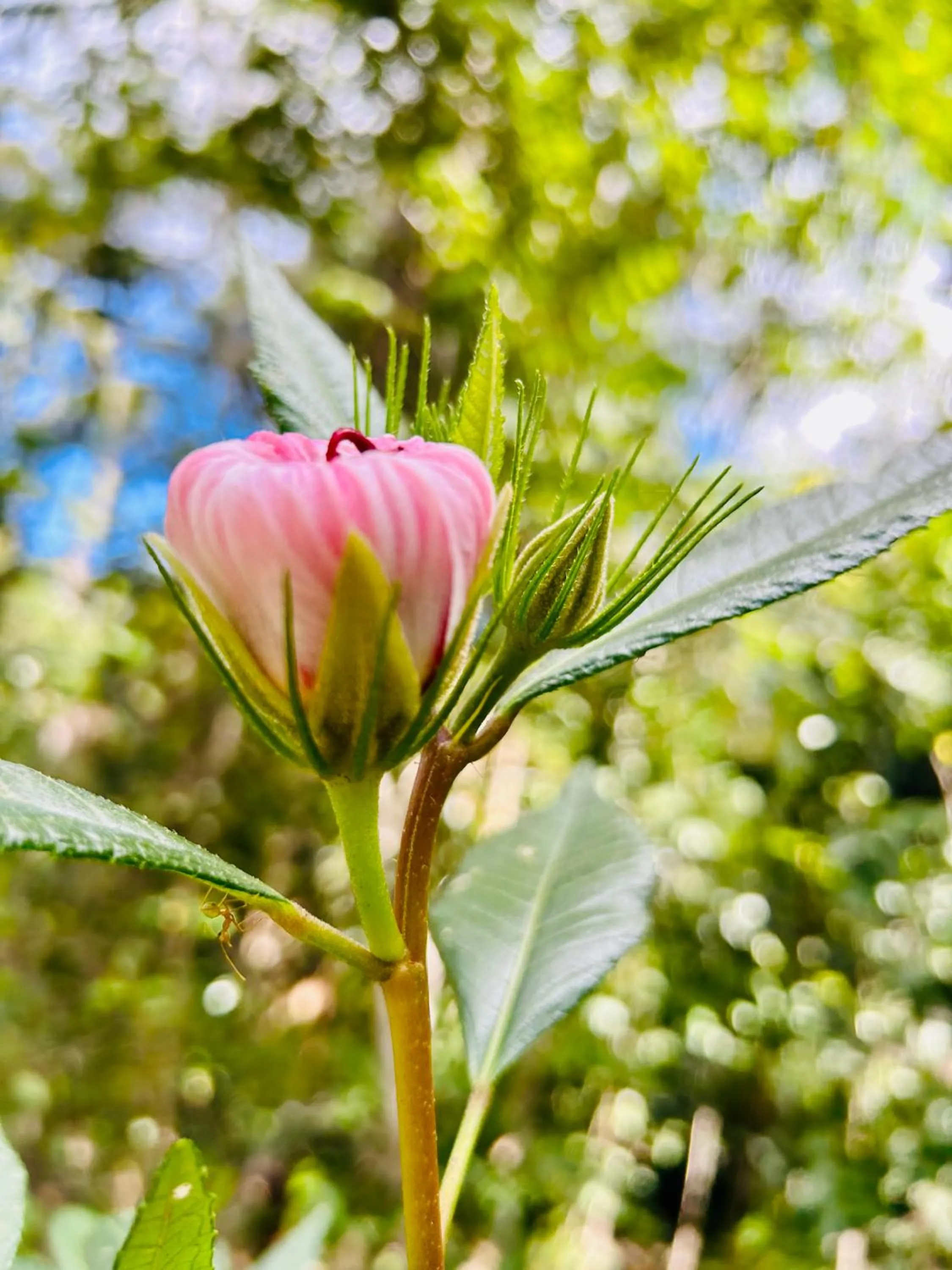 Day in Ferns Hideaway Resort