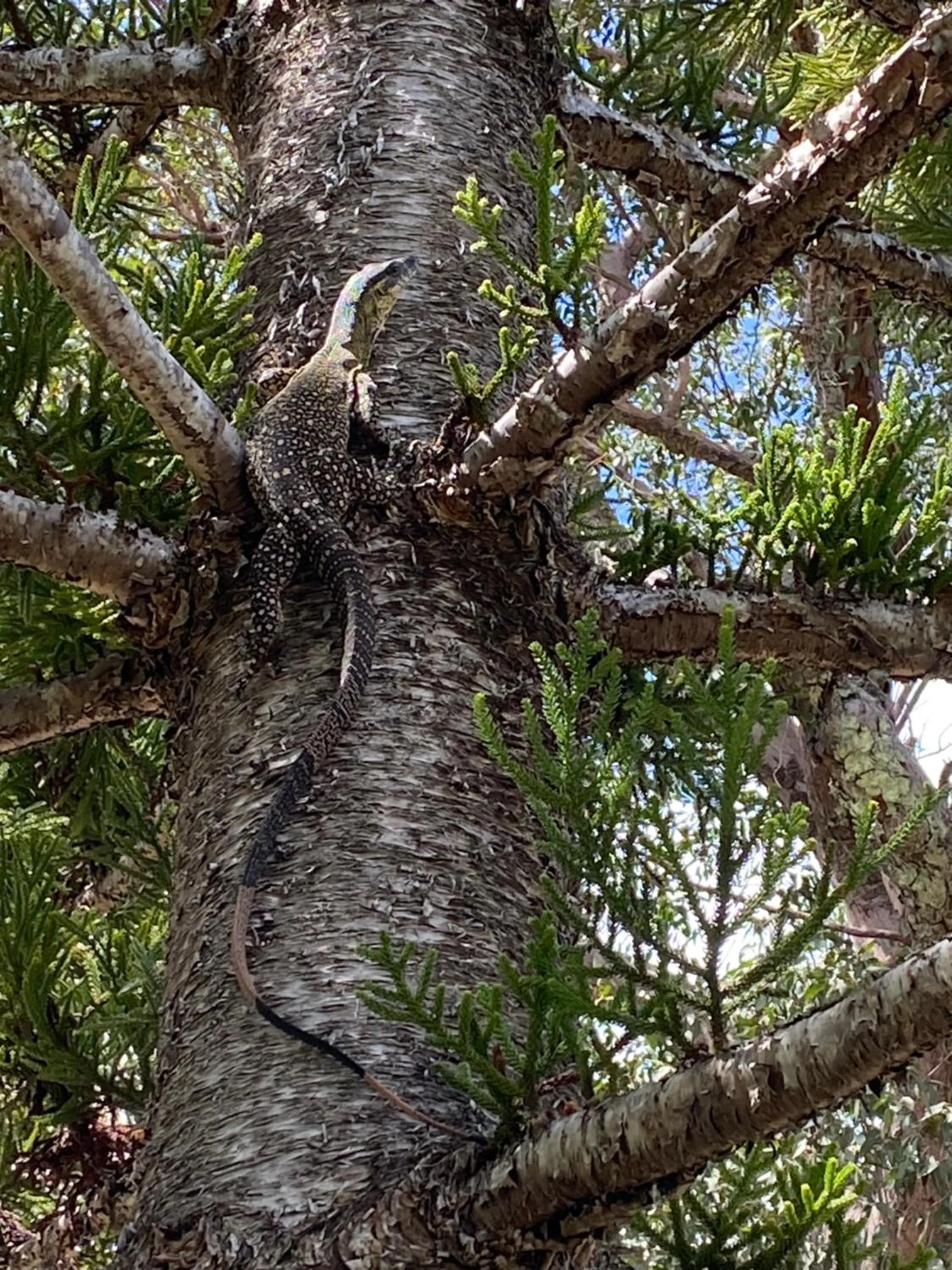 Garden in Ferns Hideaway Resort