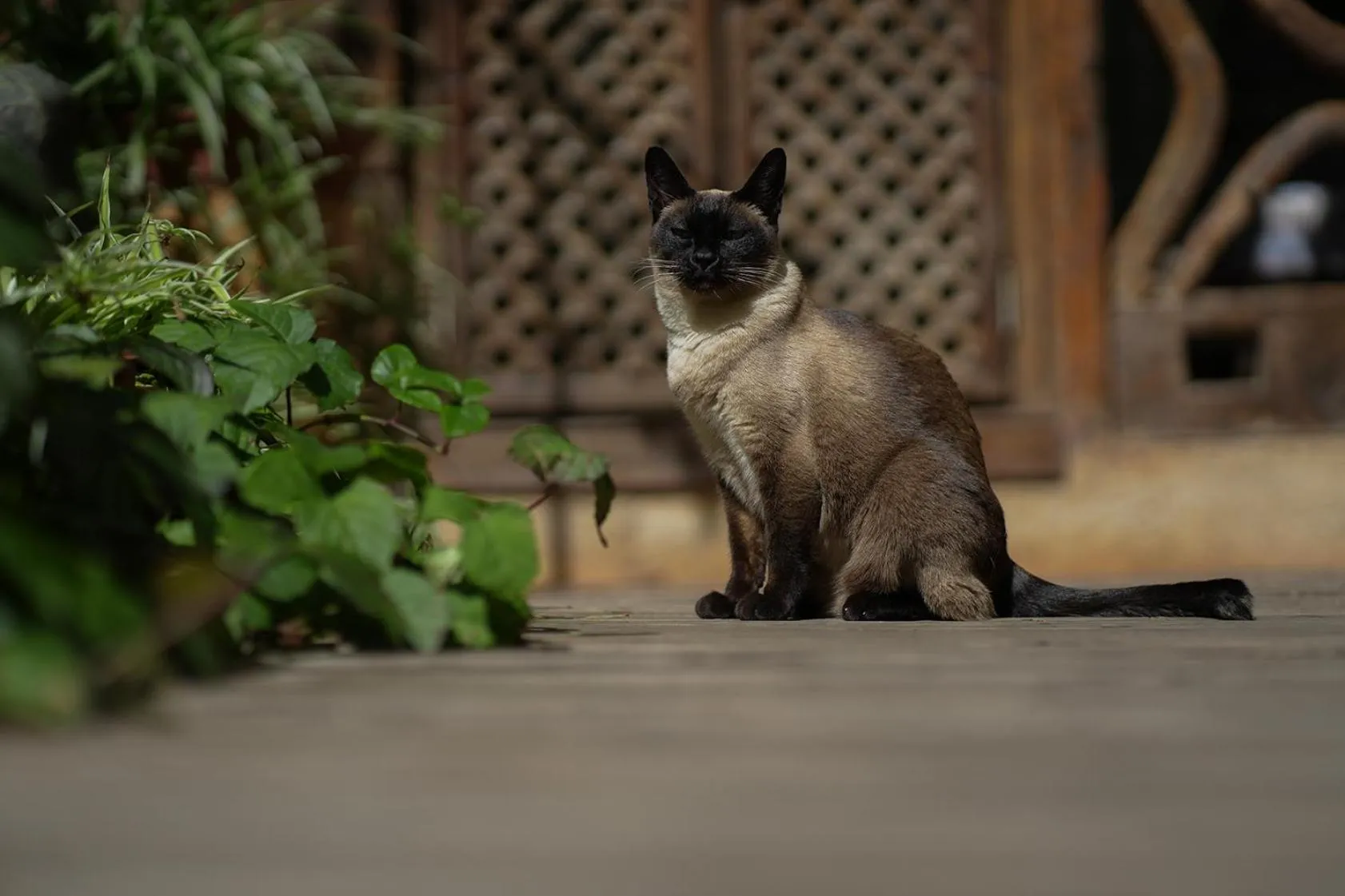 Animals in Old Story Inn Lijiang Old Town