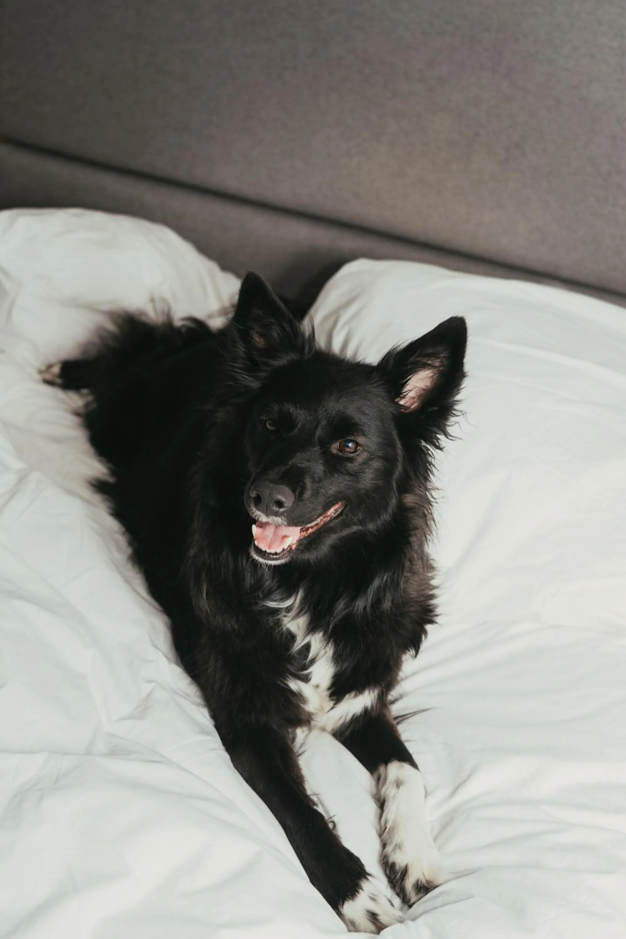 Animals in PURO Wrocław Stare Miasto