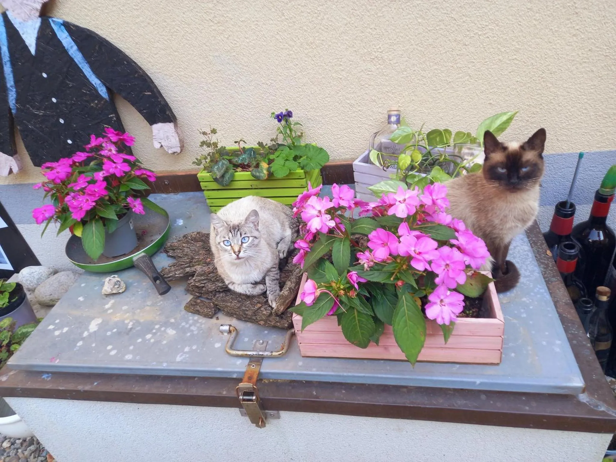 Foresteria B&B Vecchiascuola Pianazzola