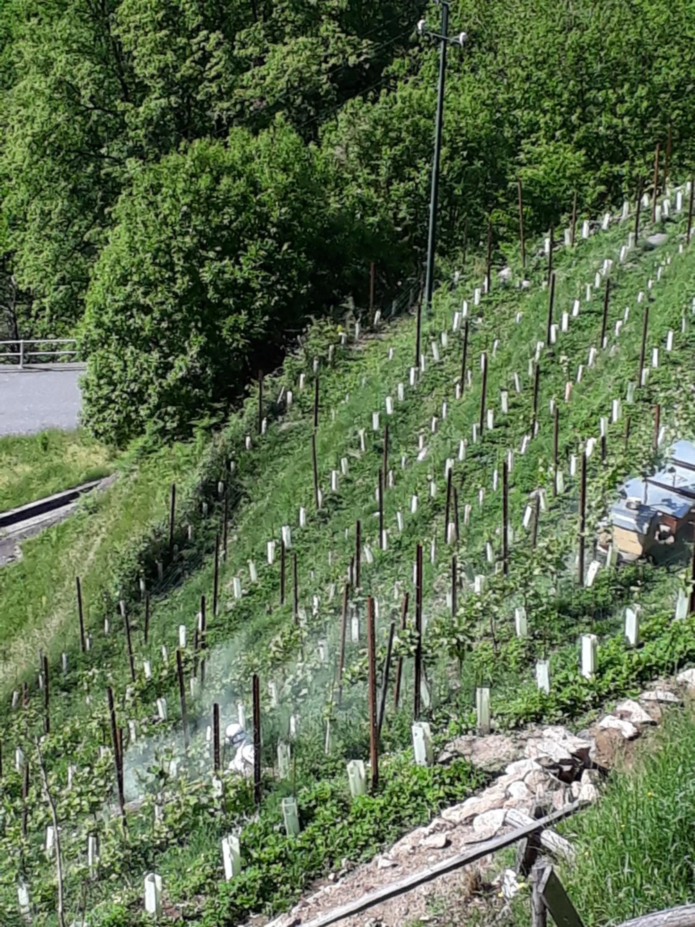 Foresteria B&B Vecchiascuola Pianazzola