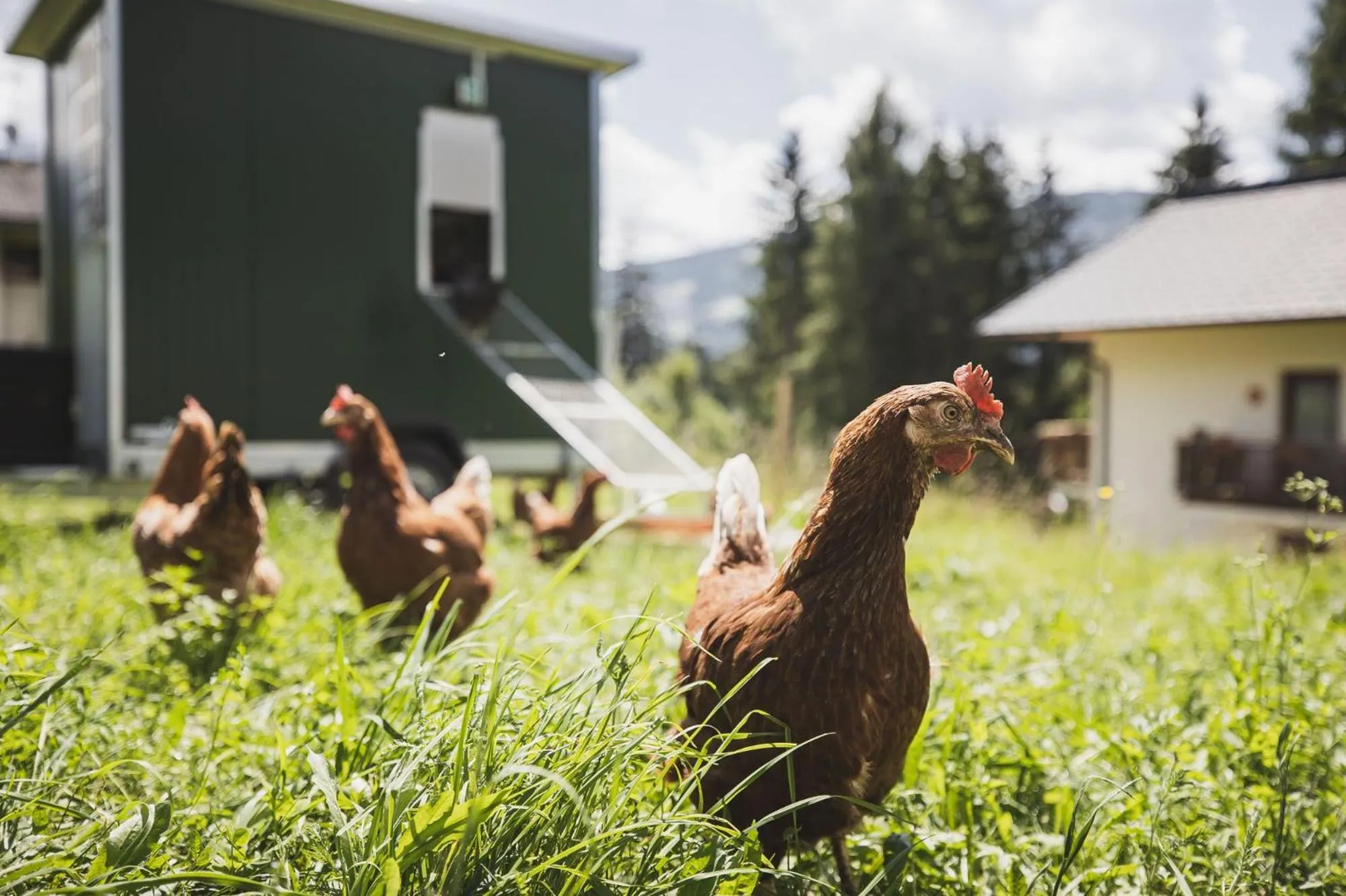 Animals in Hotel Brötz