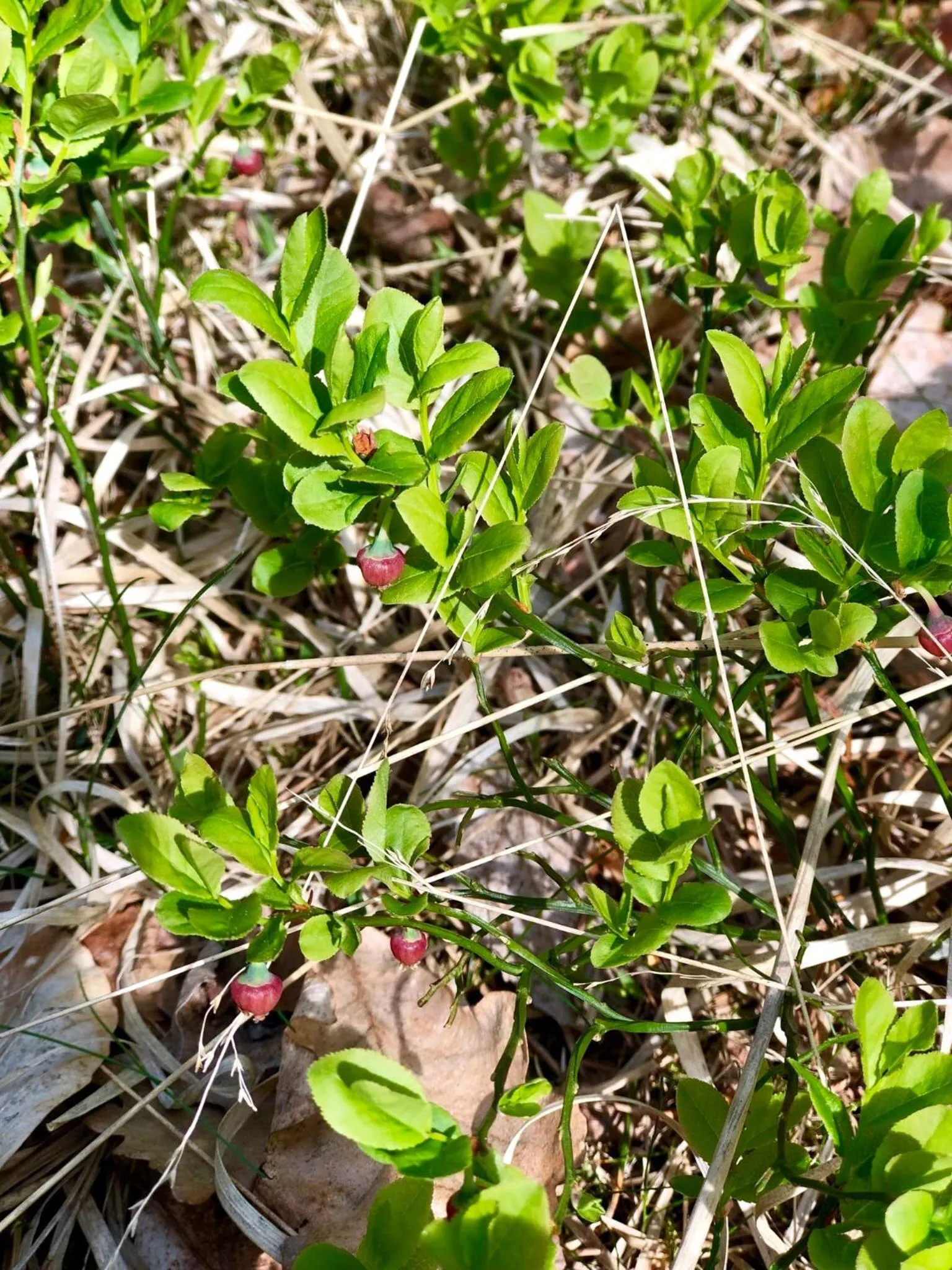 Appartamento Il Portico