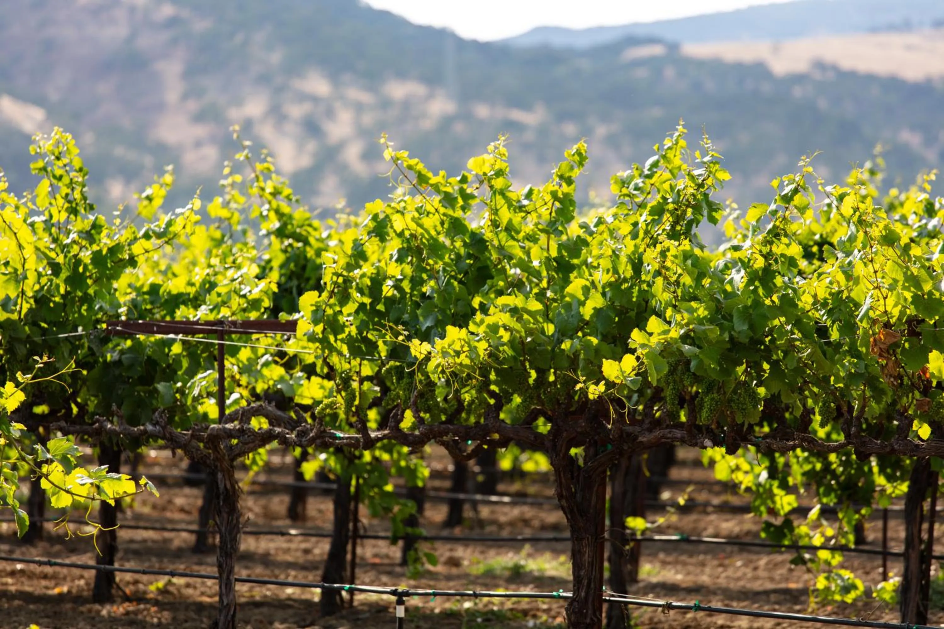 Natural landscape in Homewood Suites by Hilton Fairfield-Napa Valley Area