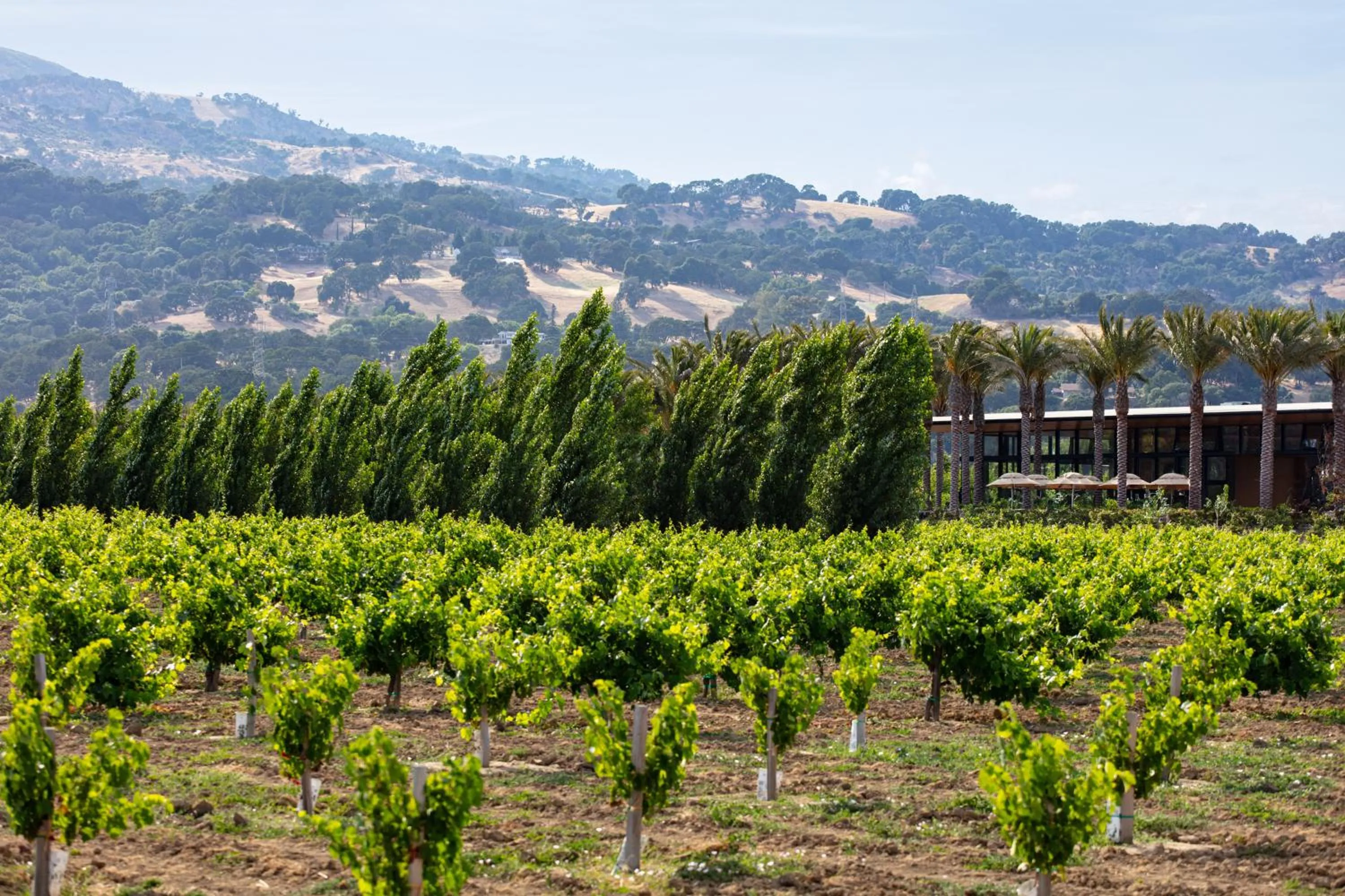 Natural landscape in Homewood Suites by Hilton Fairfield-Napa Valley Area