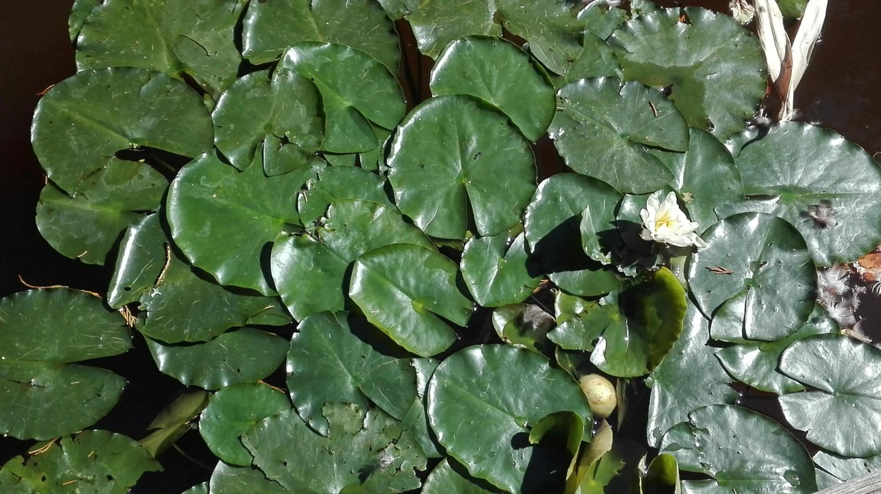 Area and facilities in De Zes Wielen