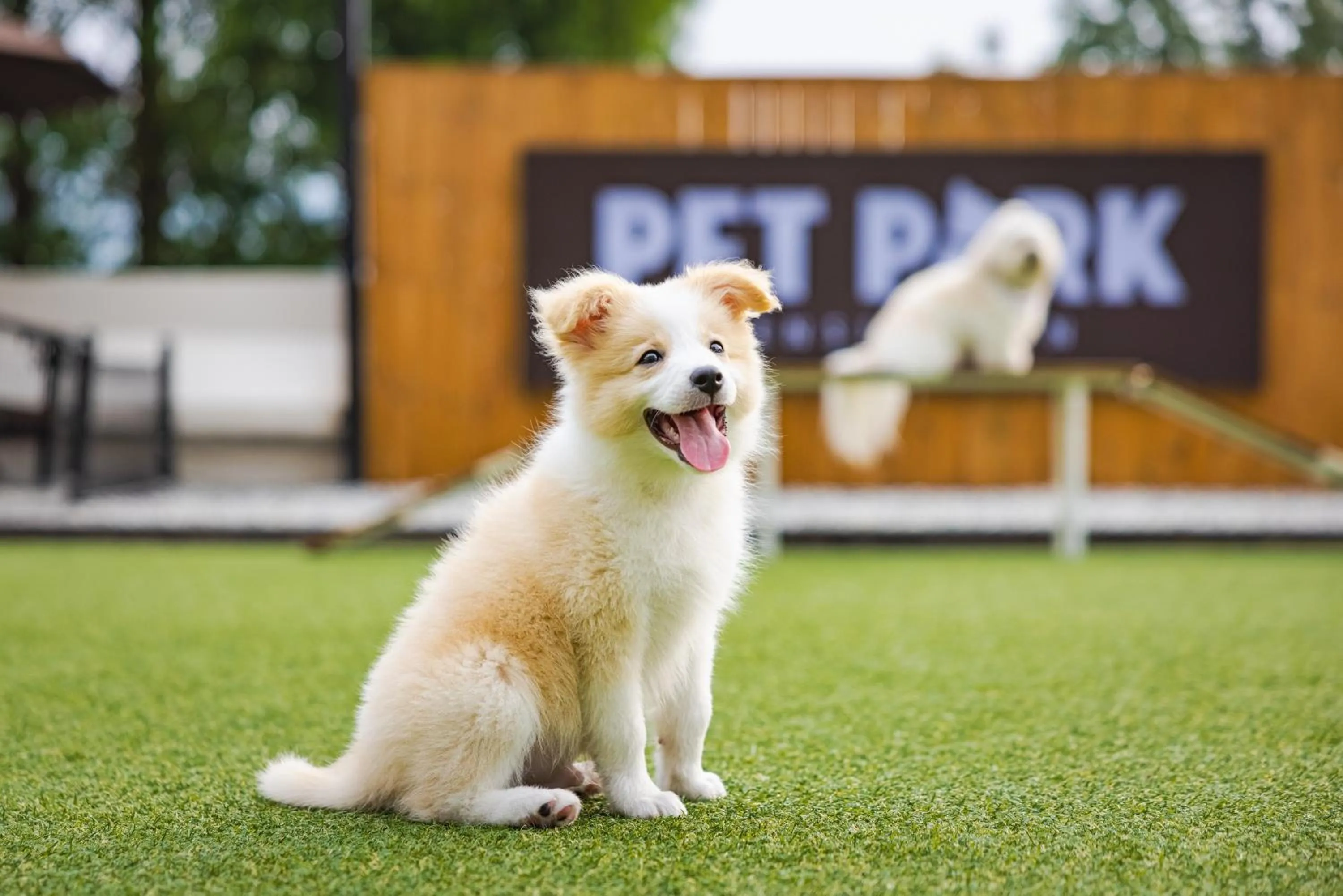 Pets in Kensington Resort Chungju