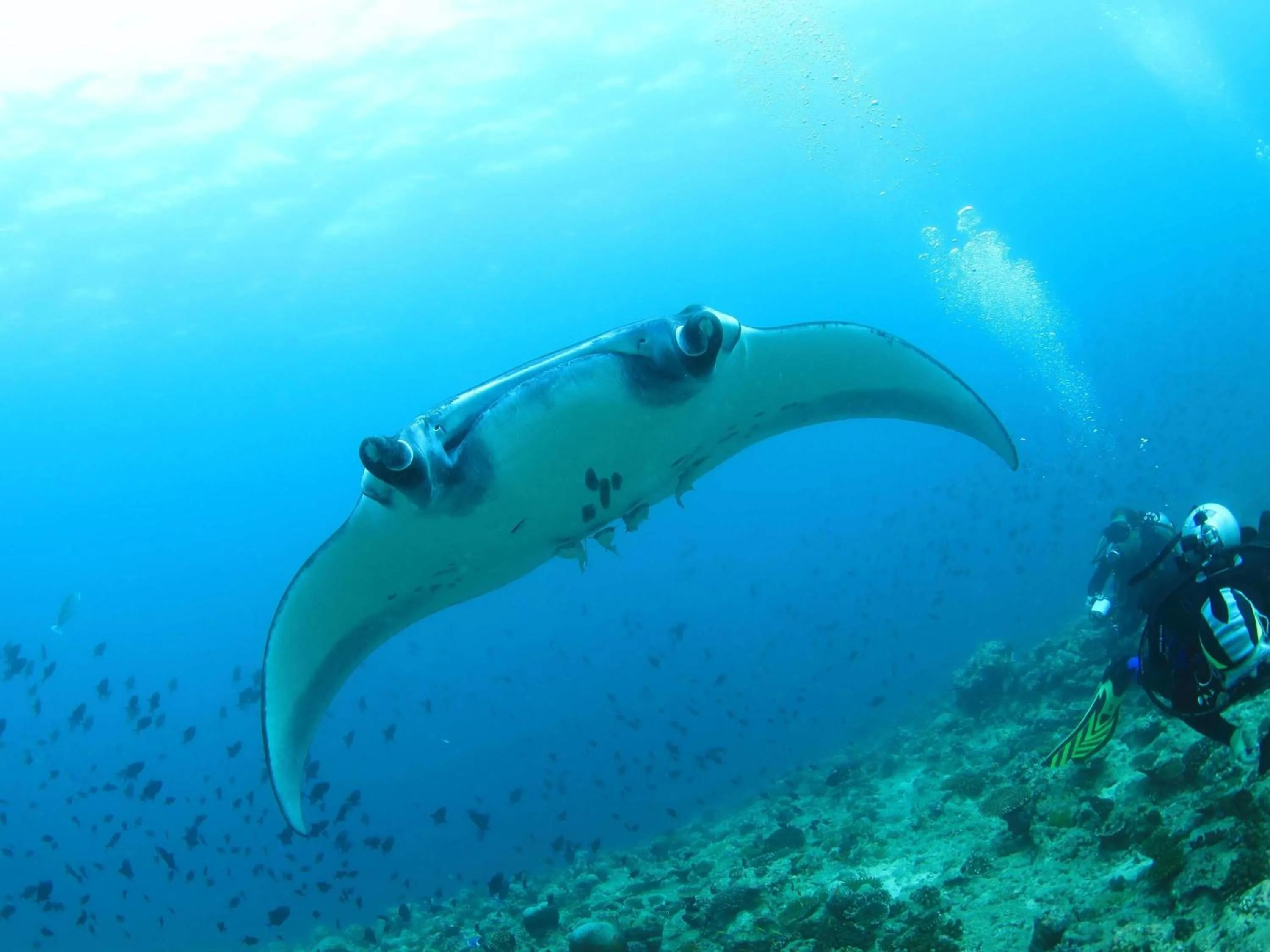 Other in V Villas Maldives at Mirihi - MGallery Collection