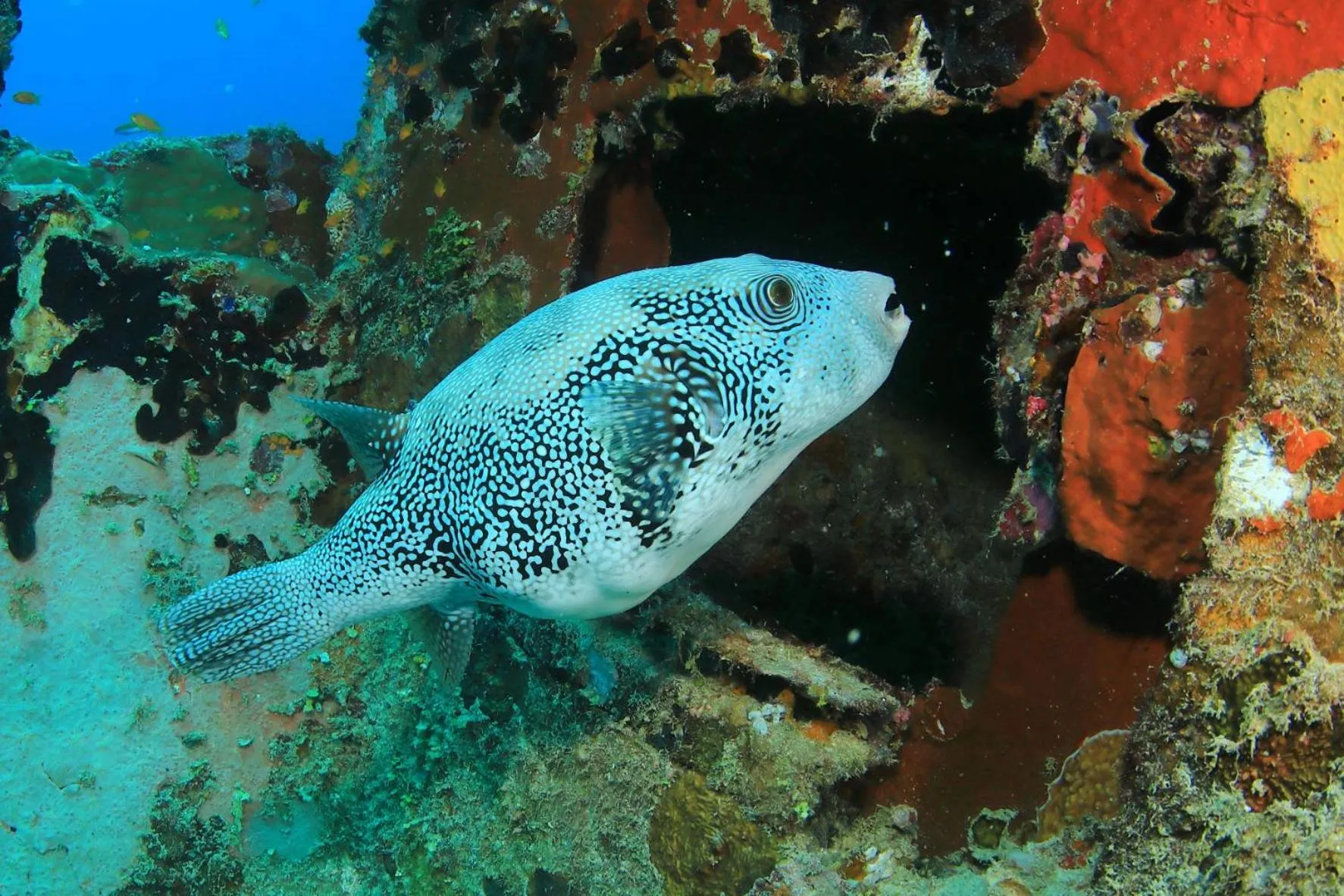 Diving in V Villas Maldives at Mirihi - MGallery Collection