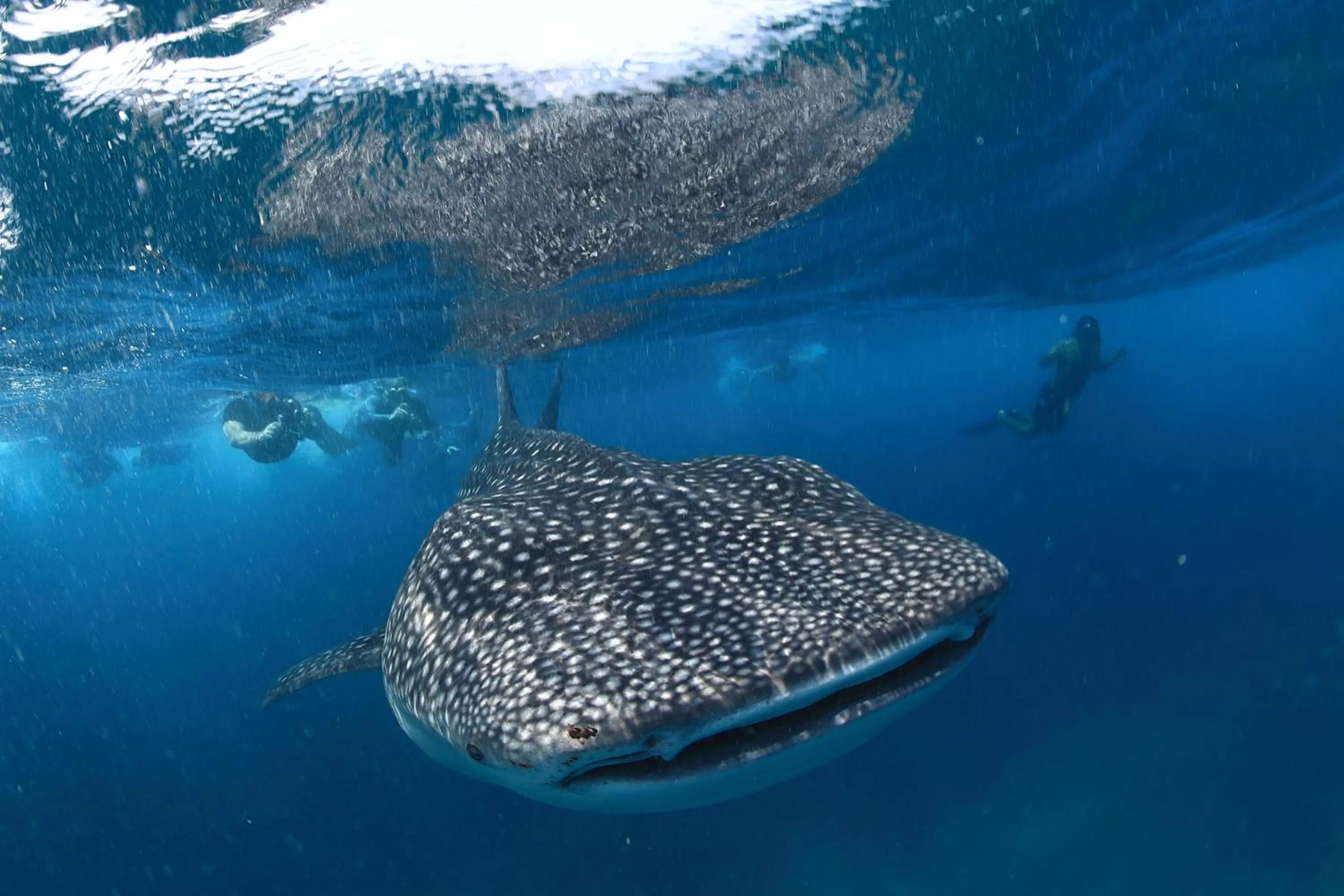 Activities in V Villas Maldives at Mirihi - MGallery Collection