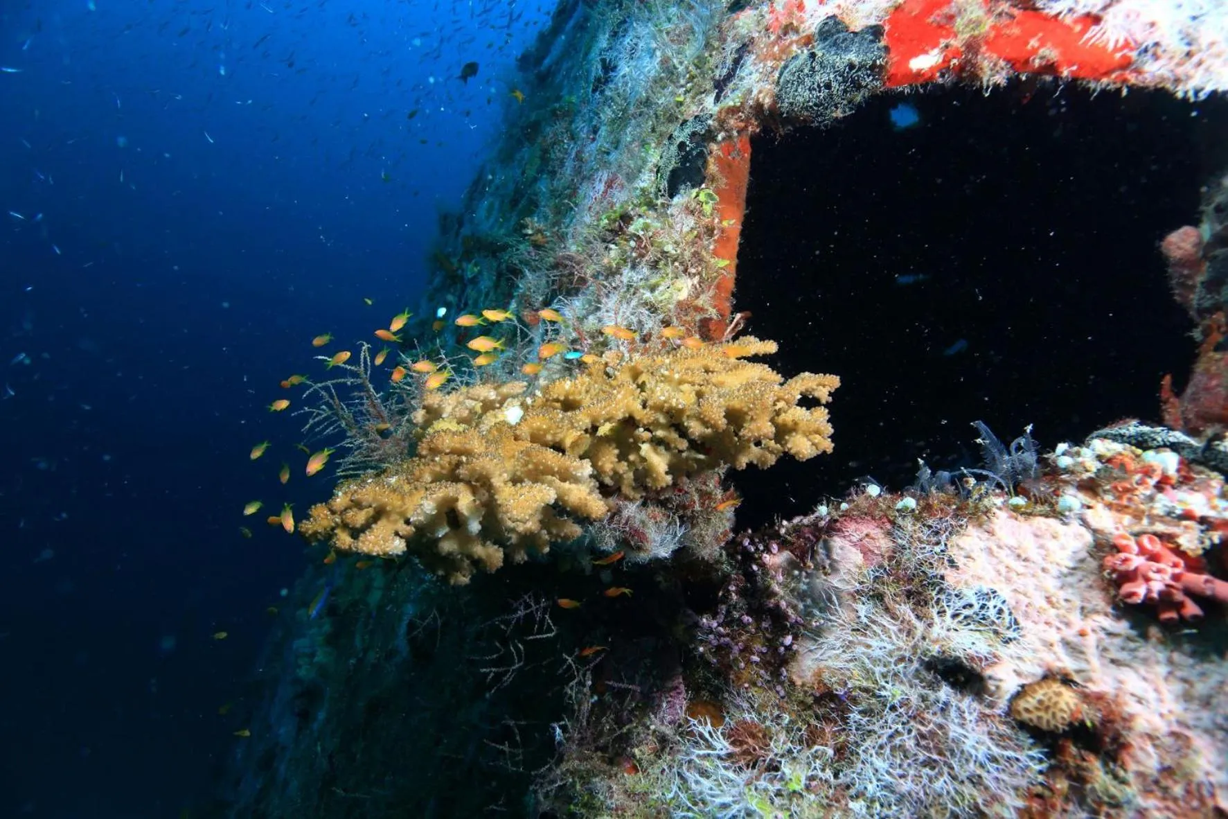 Diving in V Villas Maldives at Mirihi - MGallery Collection