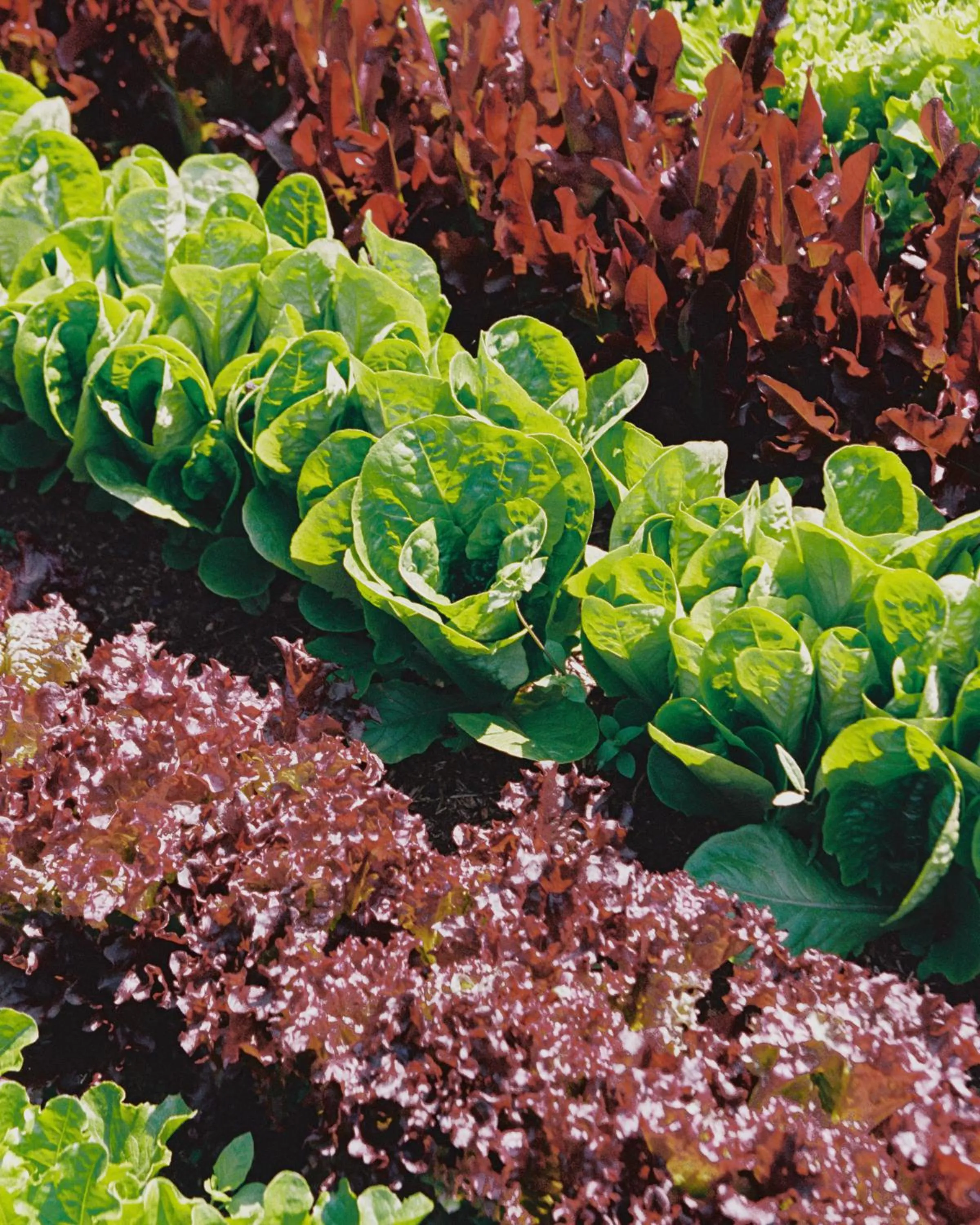 Garden in Le Manoir aux Quat'Saisons, A Belmond Hotel, Oxfordshire