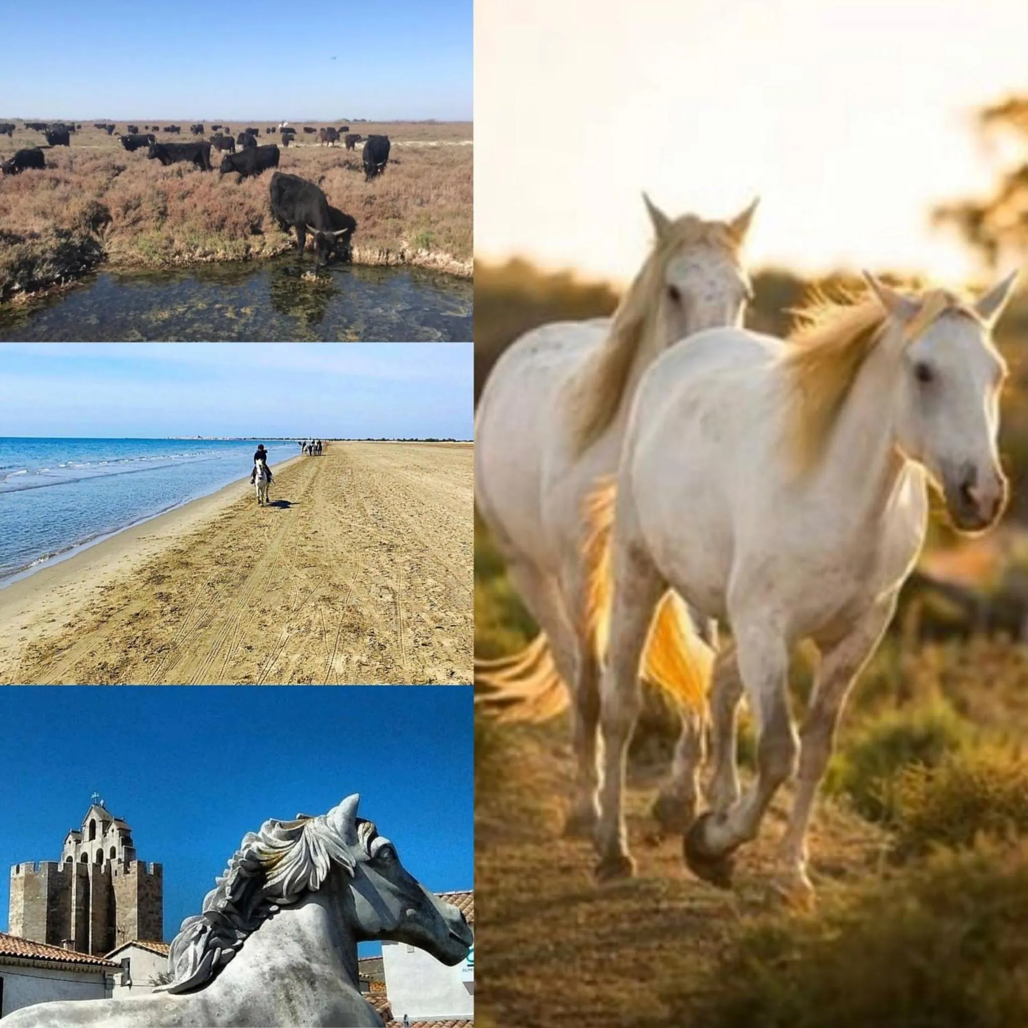 Spring in Mas Des Salicornes