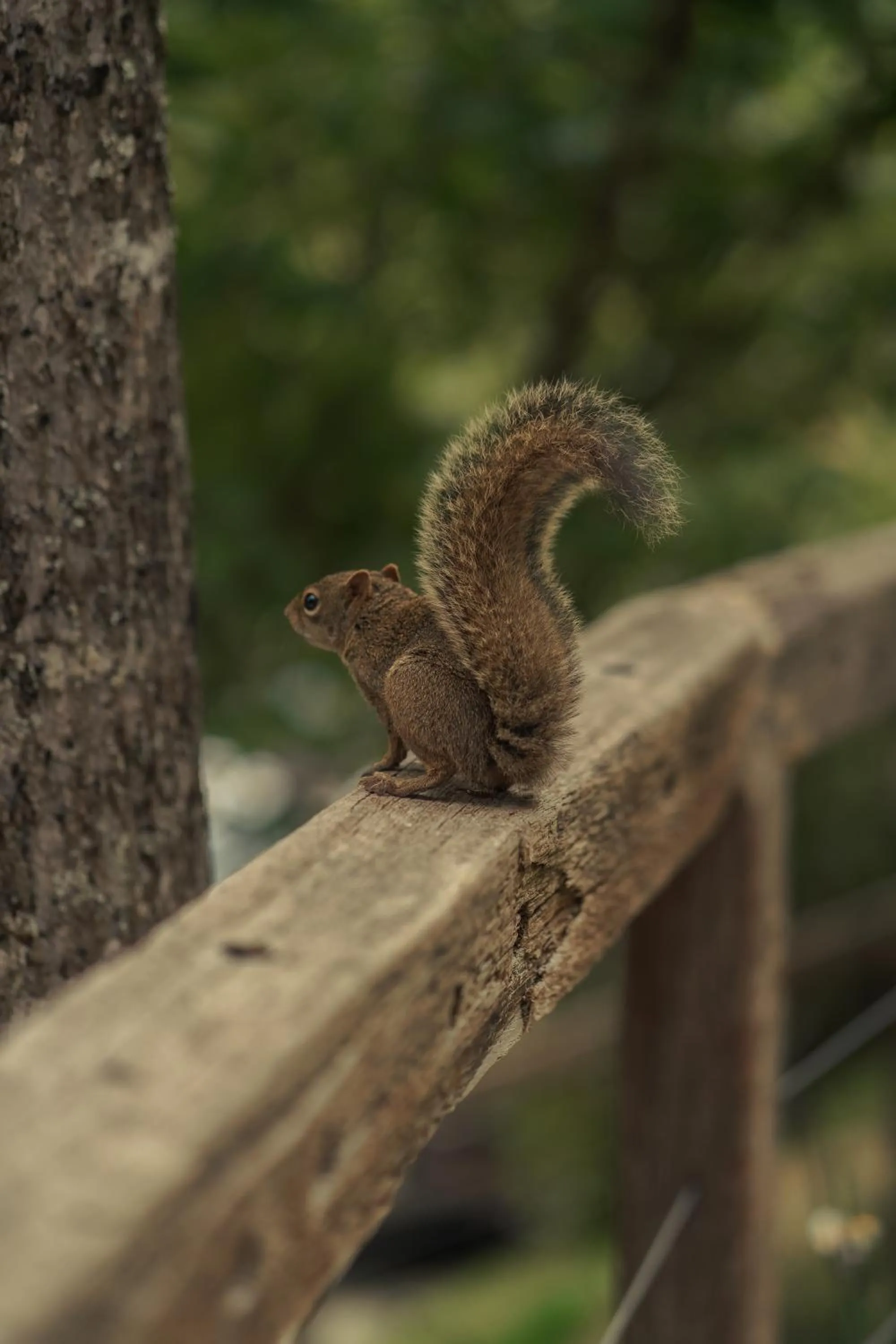 Animals in Hotel Boutique QUEBRA-NOZ