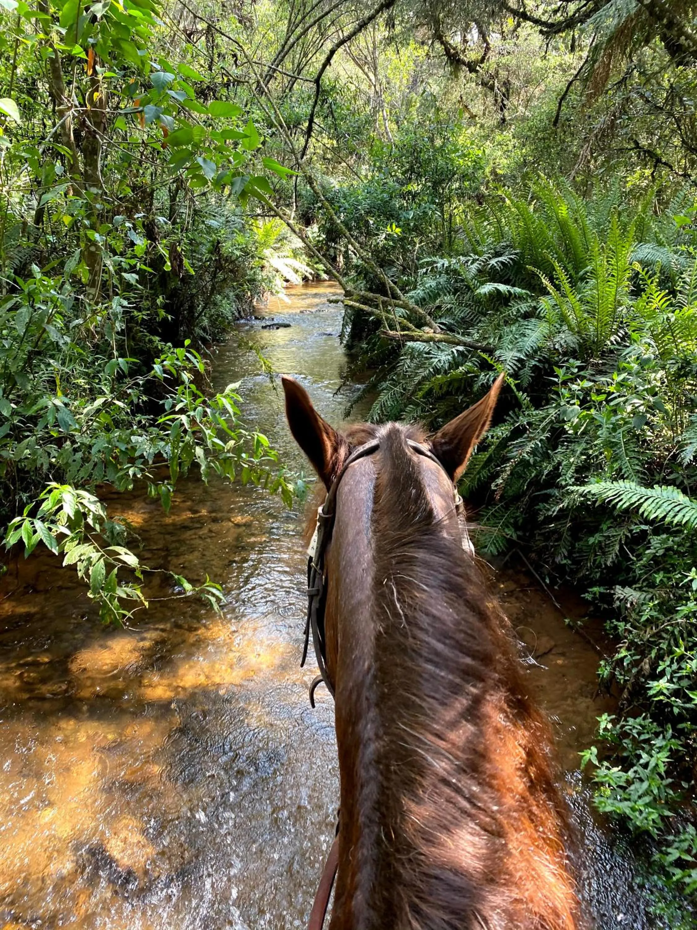 Horse-riding in Hotel Boutique QUEBRA-NOZ