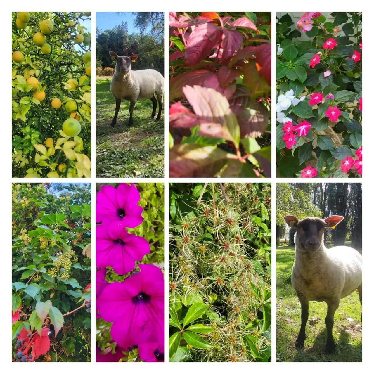 Garden in Hostellerie Sarrasine, Mâcon Est - Teritoria