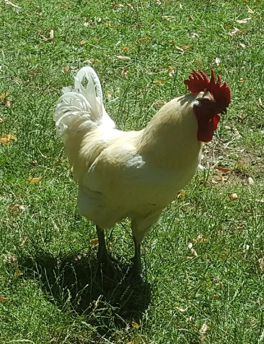 Animals in Hostellerie Sarrasine, Mâcon Est - Teritoria