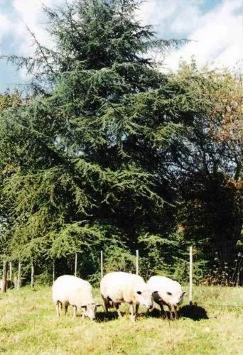 Animals in Hostellerie Sarrasine, Mâcon Est - Teritoria