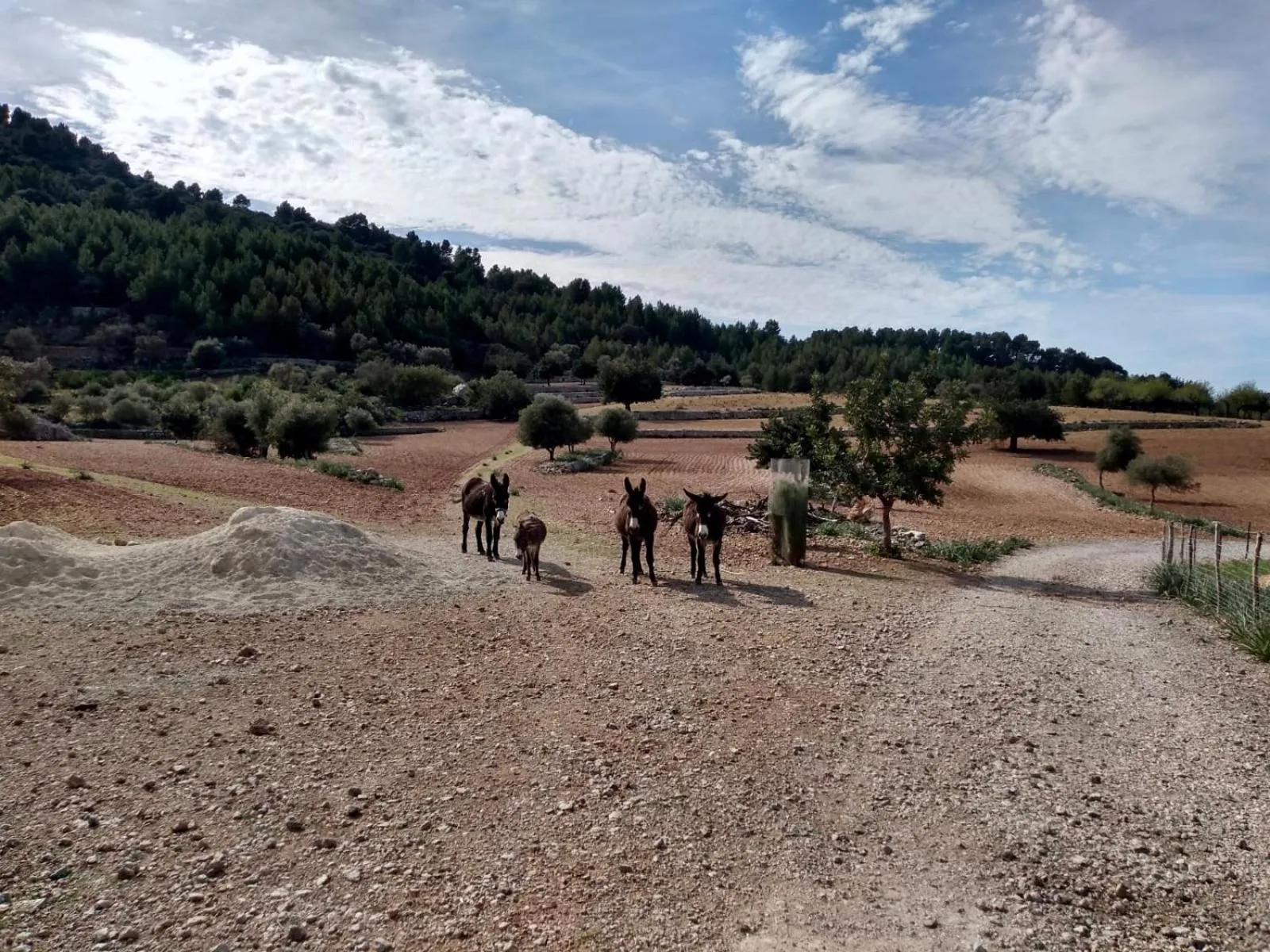 Natural landscape in Sa Plana Petit Hotel