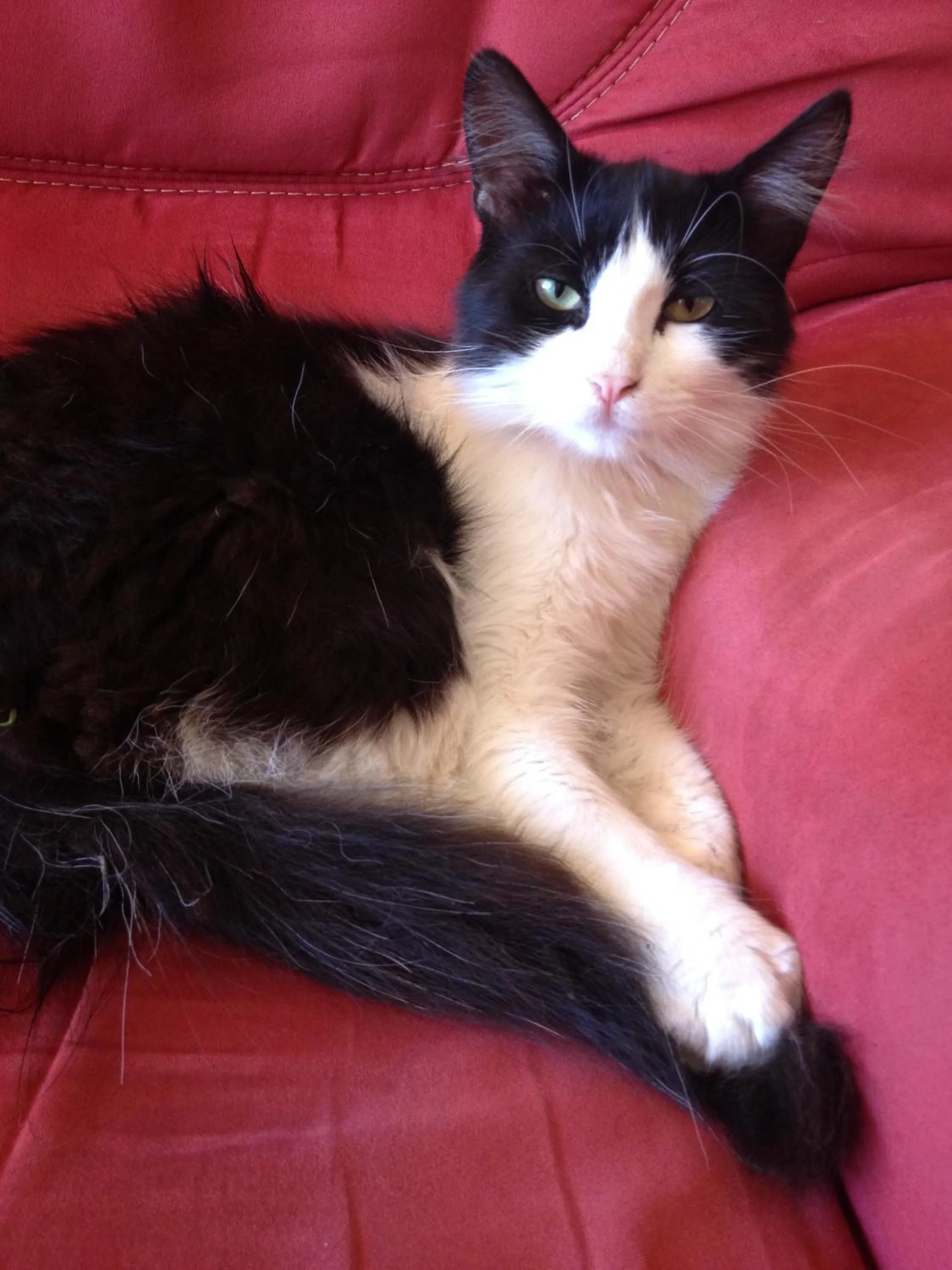 Pets in Hotel Celine