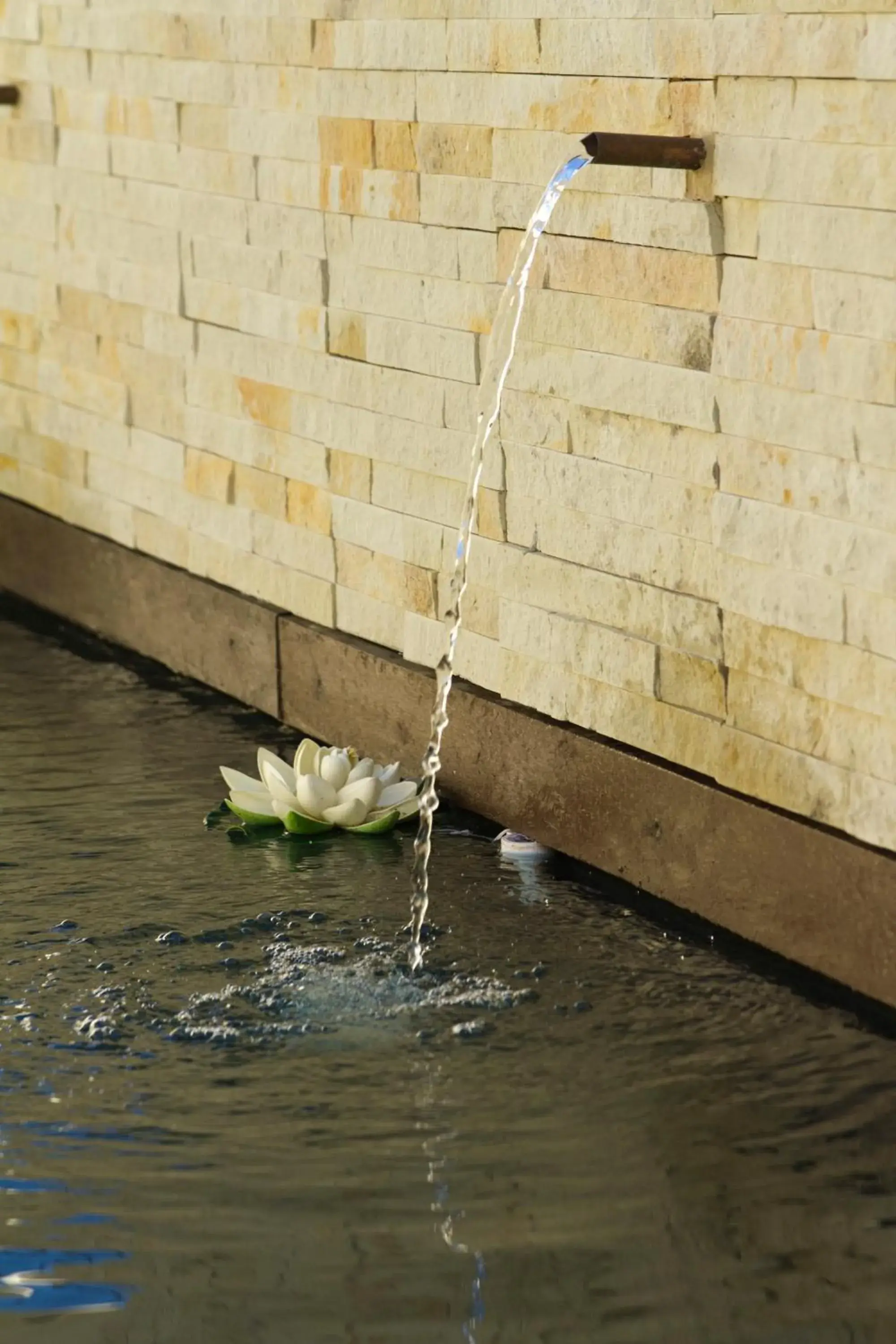 Pool view in Arum Place Guest House Pool view in Arum Place Guest House
