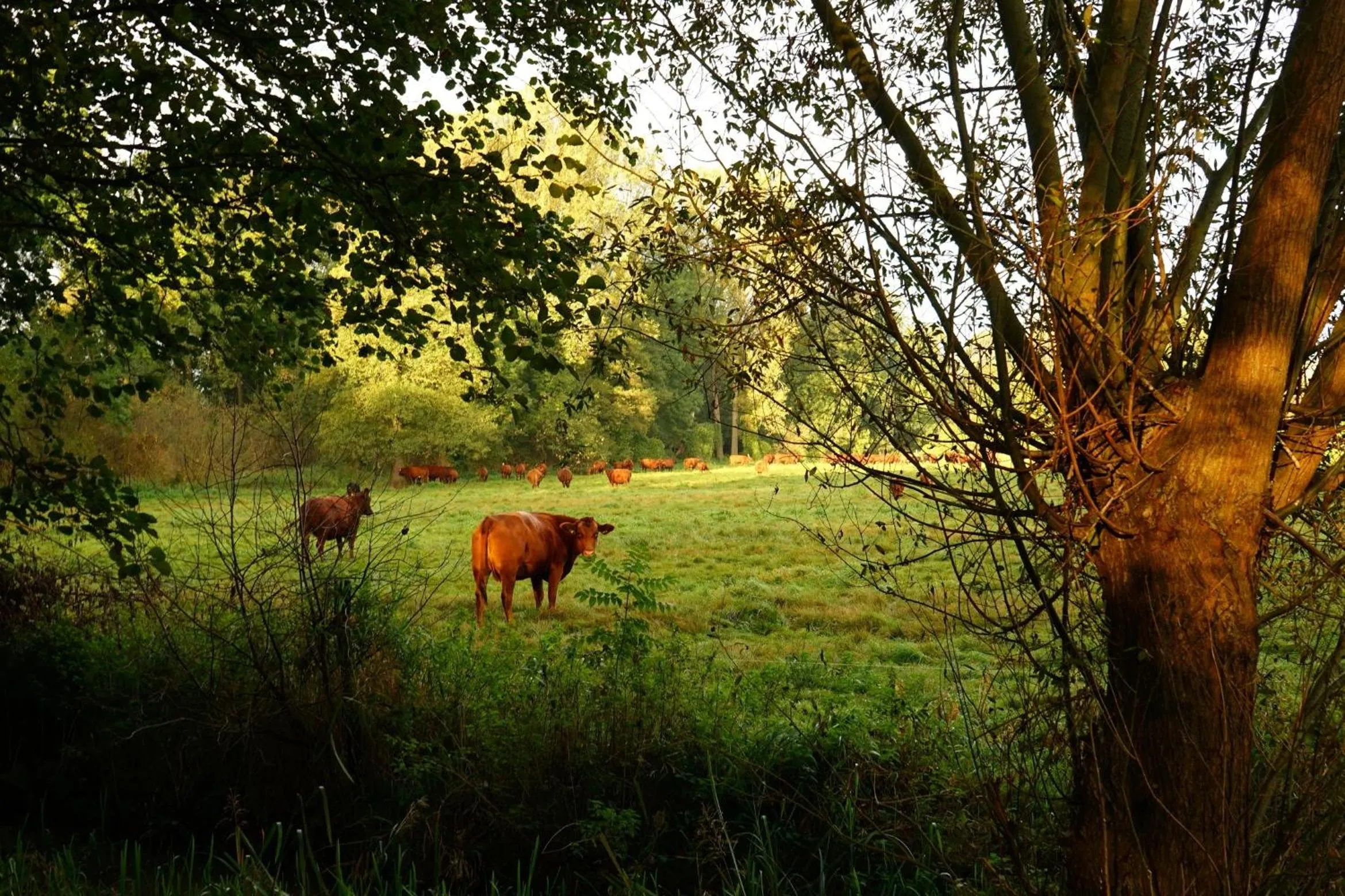 Animals in Radduscher Hafen