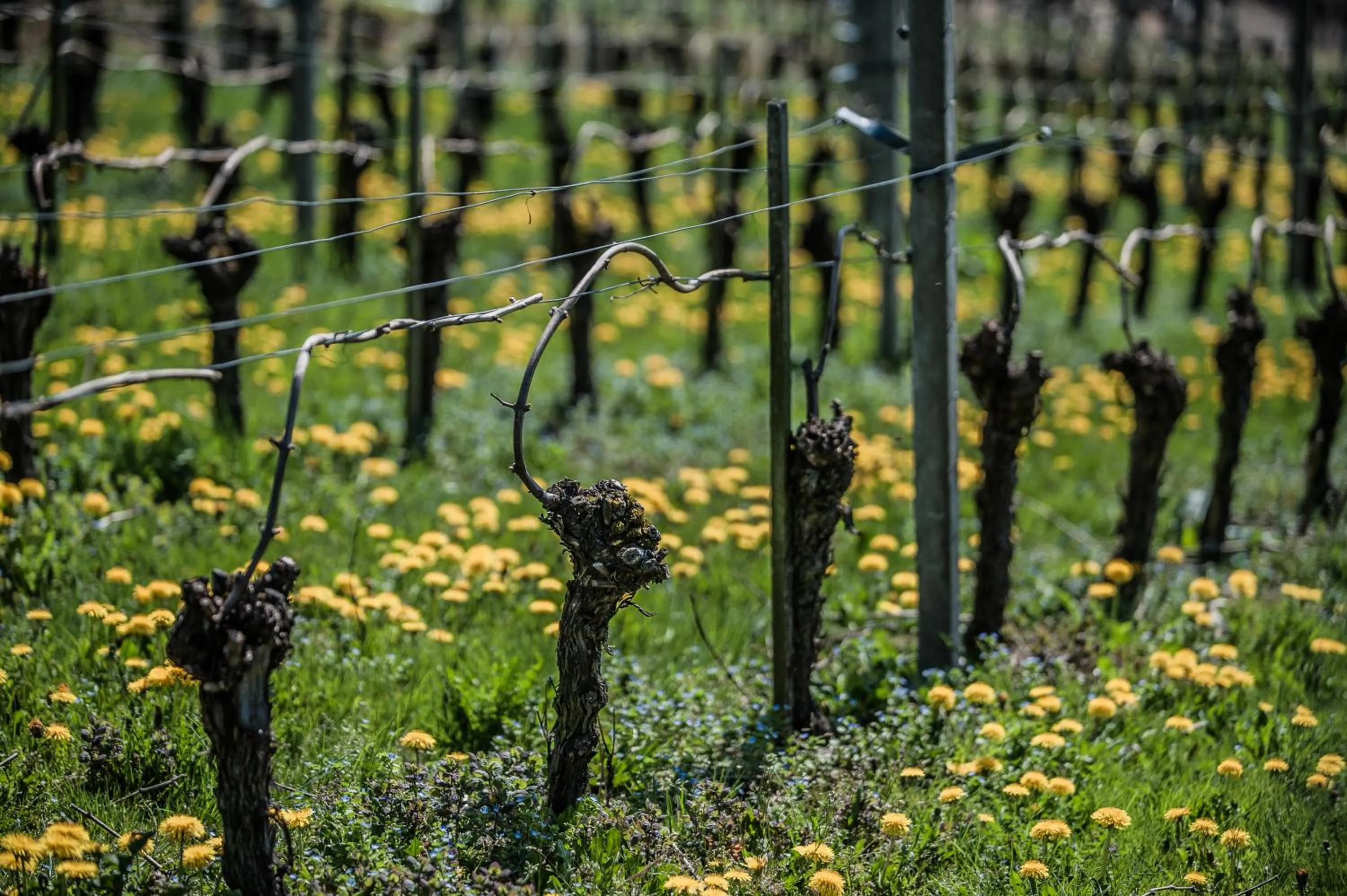 Natural landscape in Landhotel Rebstock