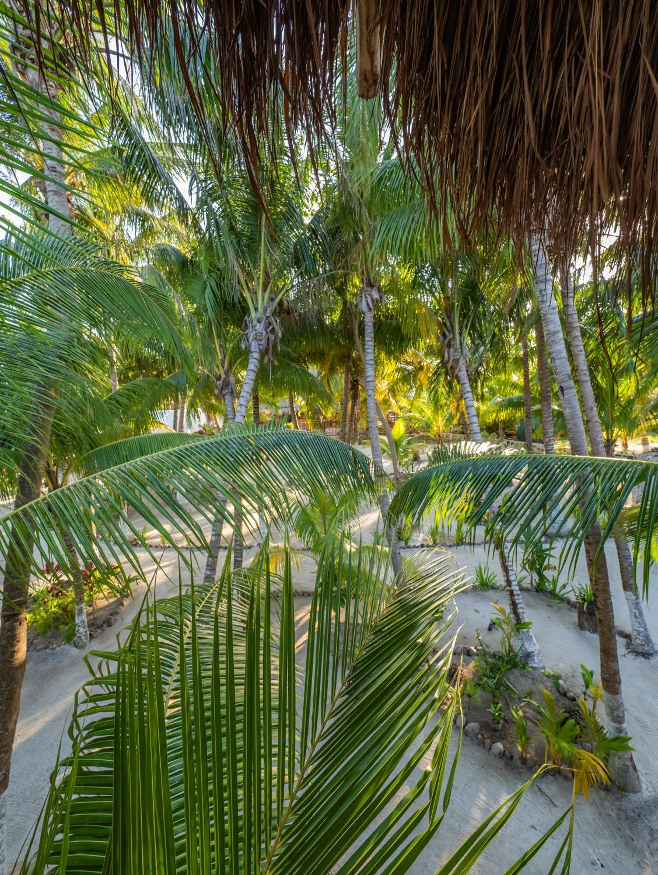 Garden view in Zomay Beachfront Holbox