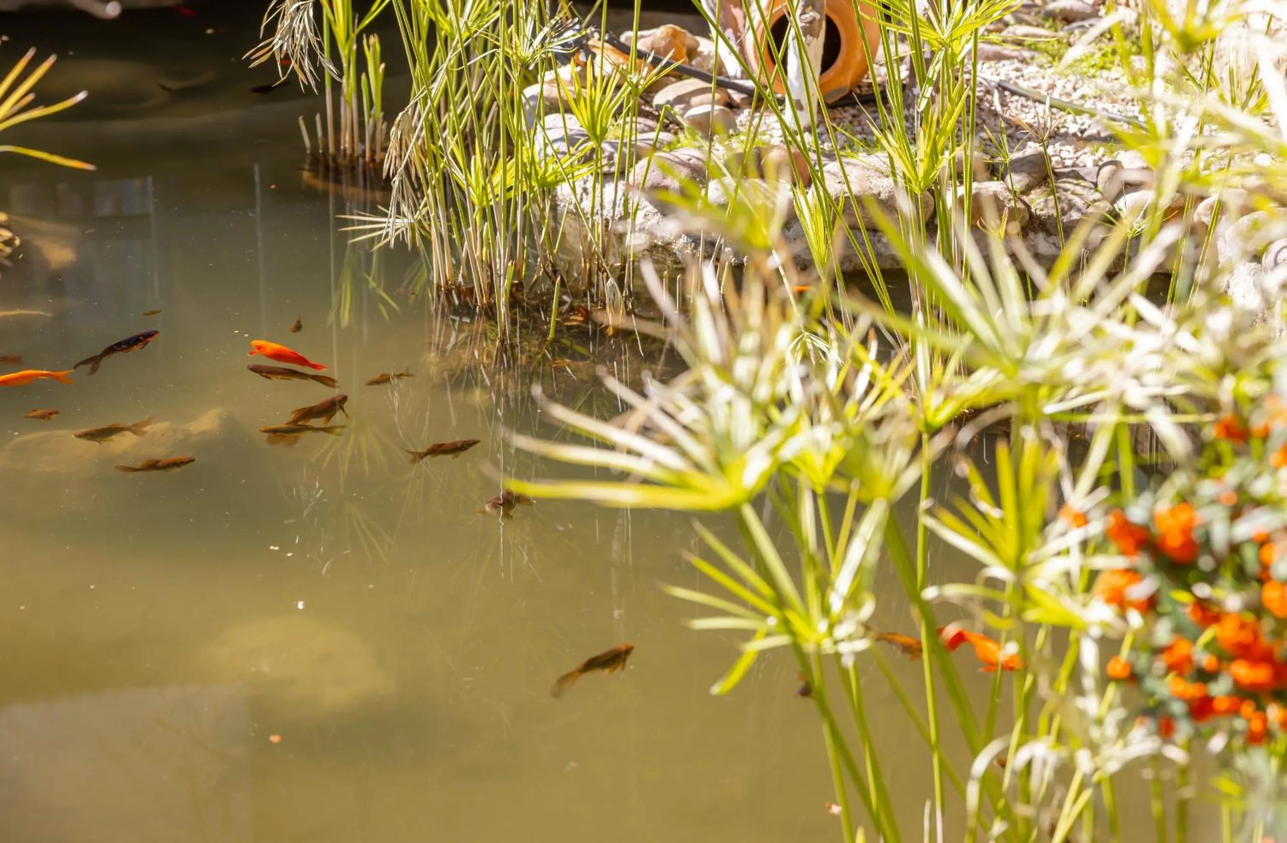 Garden in Çetmihan Hotel