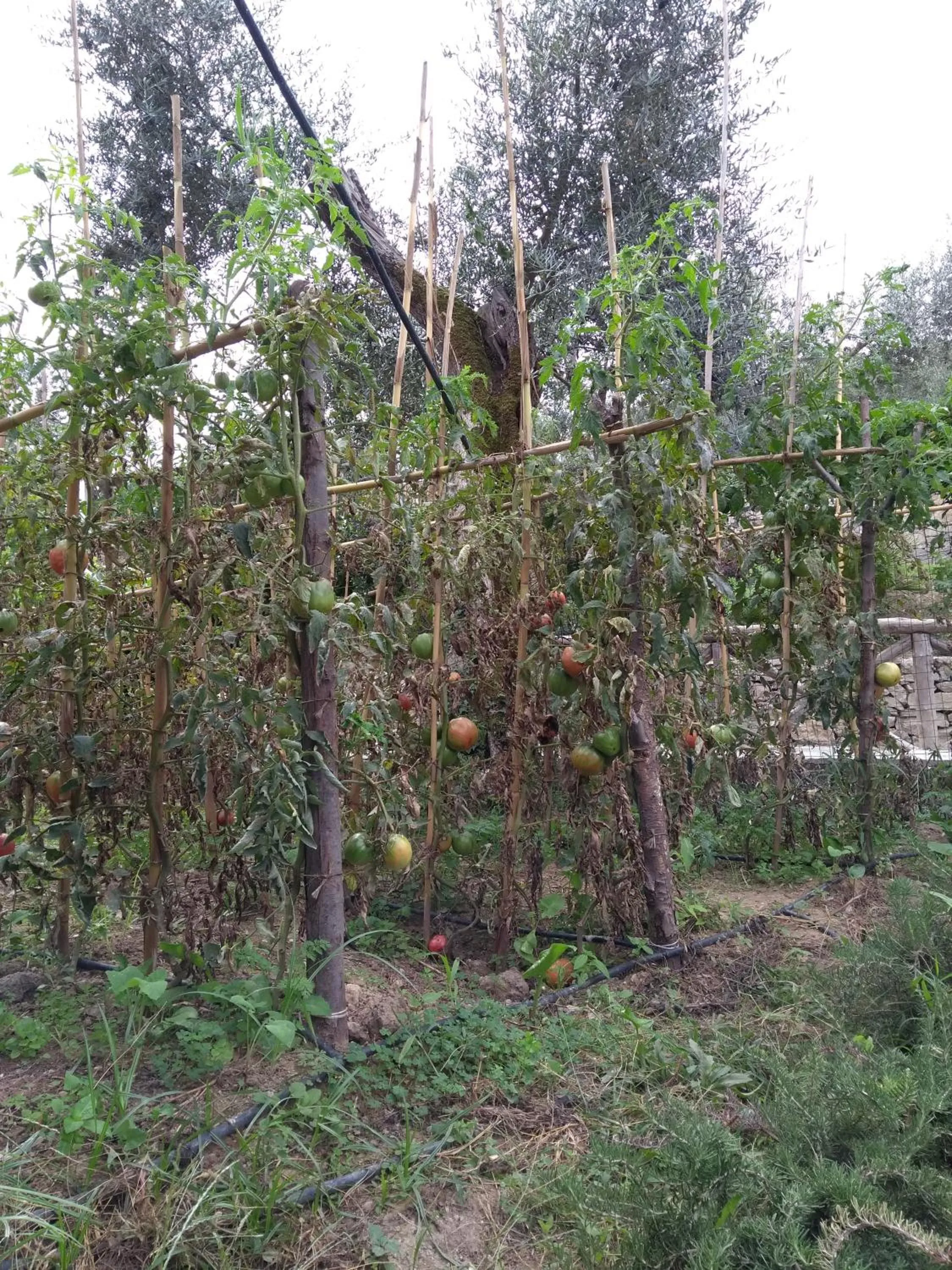 Natural landscape in Anna Belle Elegant AgriResort