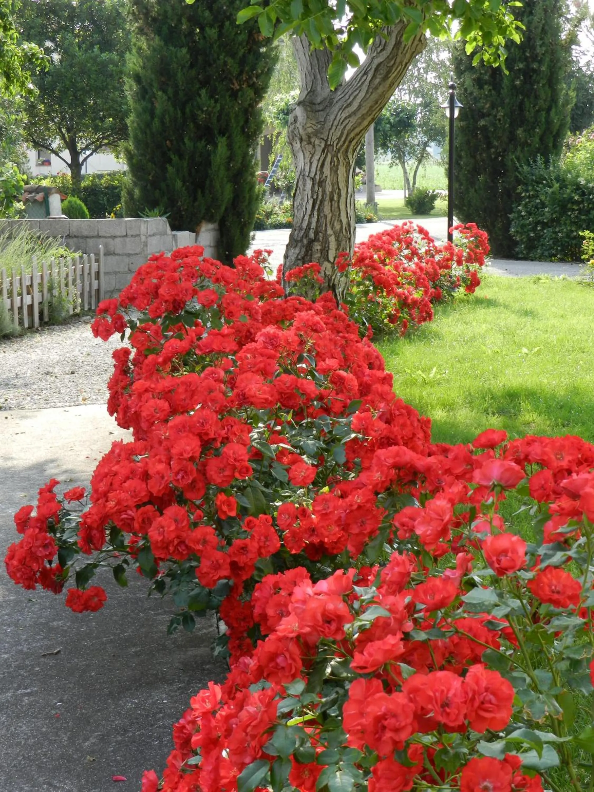 Spring in al Sol Levante