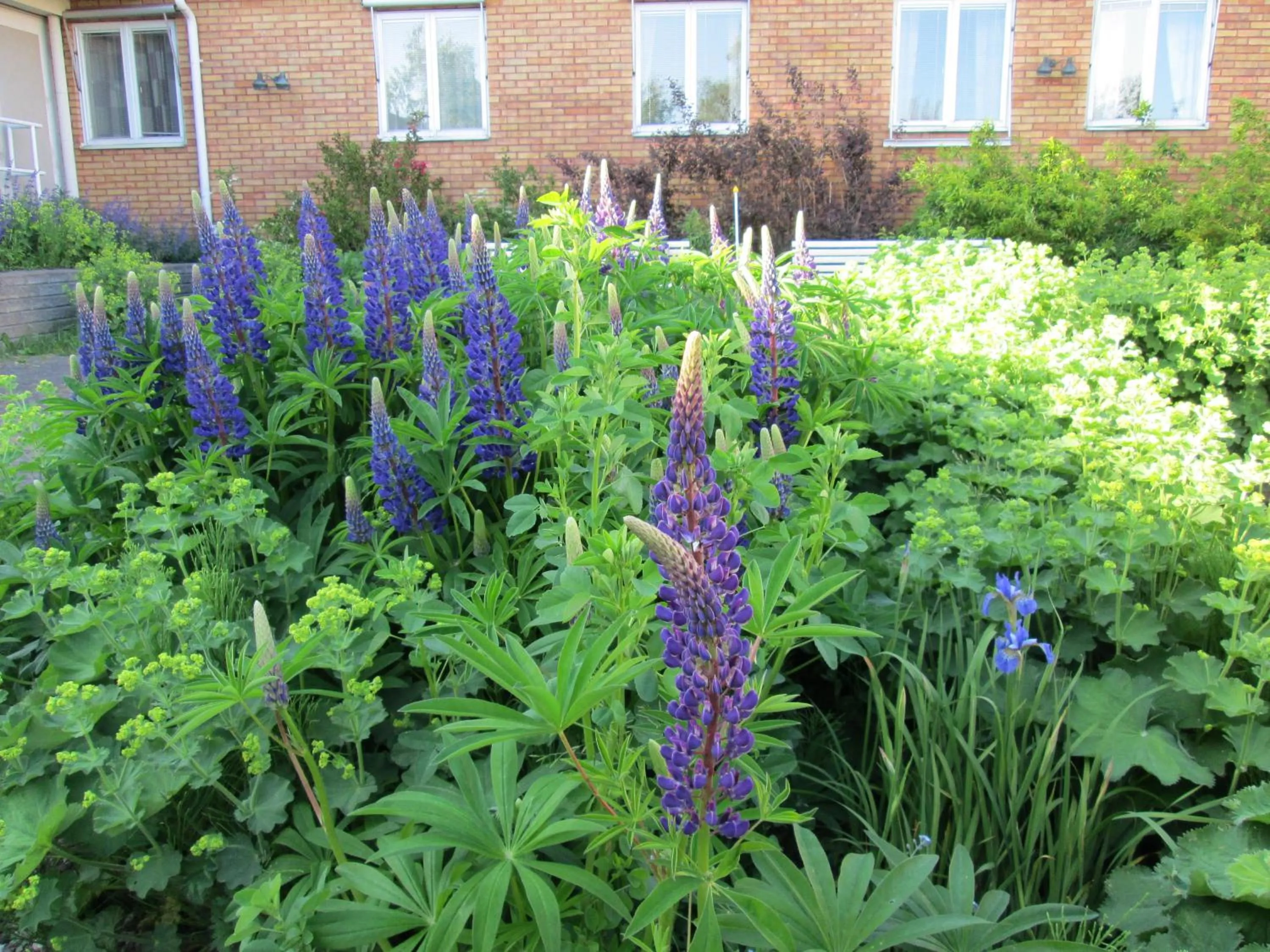 Garden in Brålanda Hotell och Vandrarhem