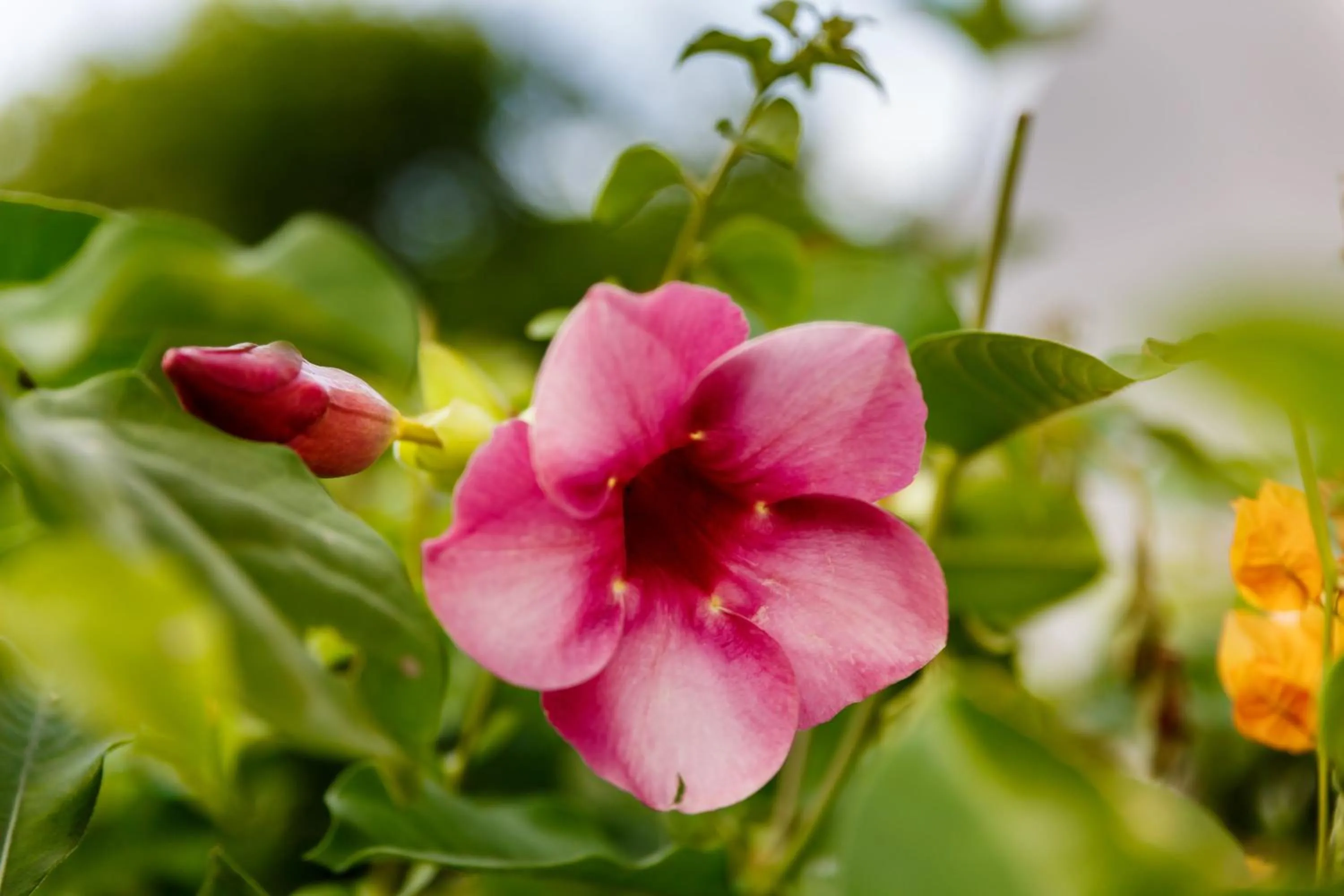 Garden in Aruba Boutique Apartments - Adults Only