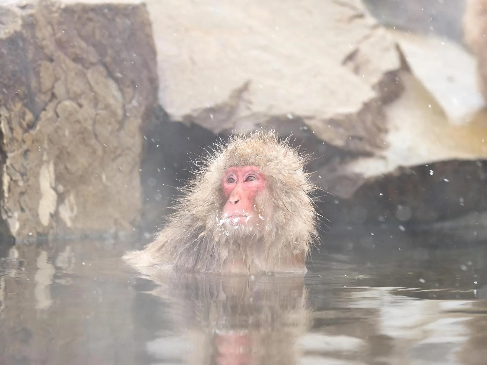 Nearby landmark in Hotel Tsubakino
