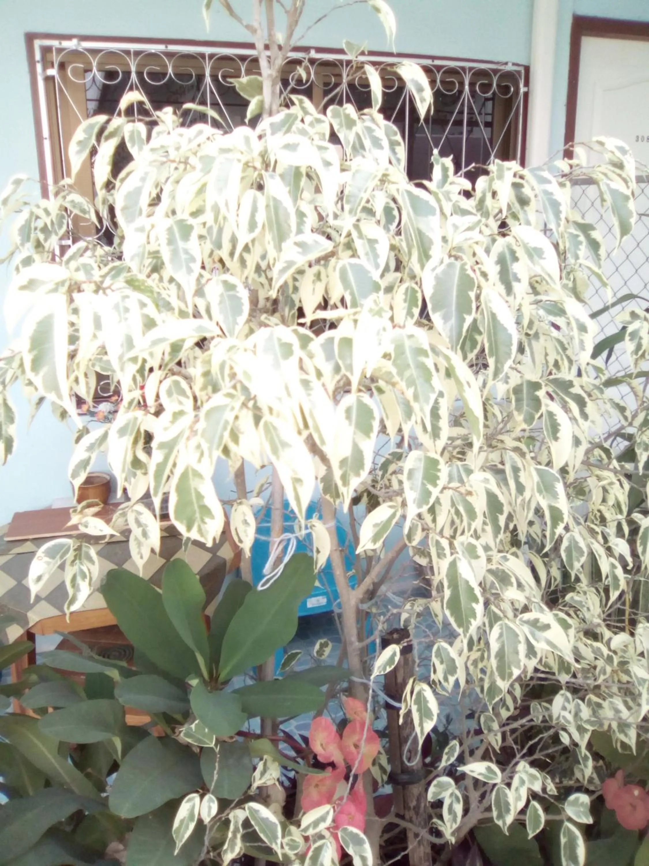 Sabaydee House at Pai