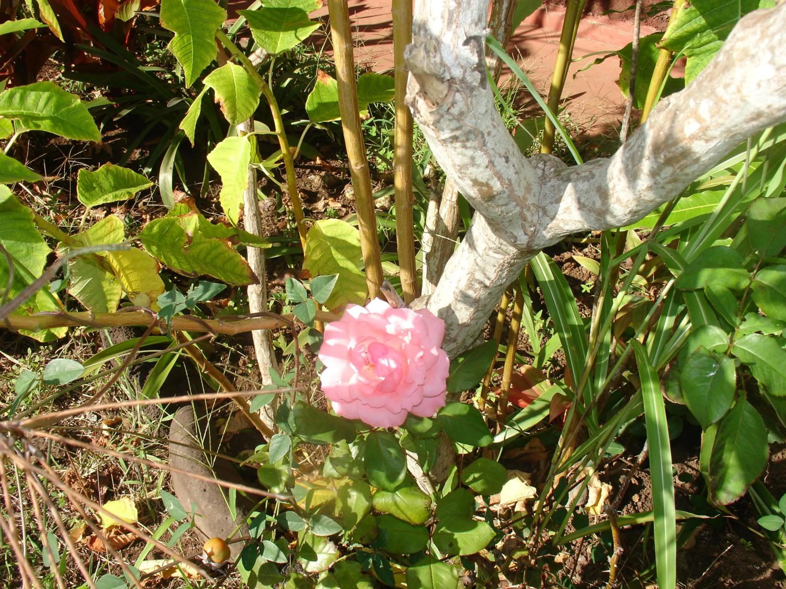 Garden view in Hotel Victoria