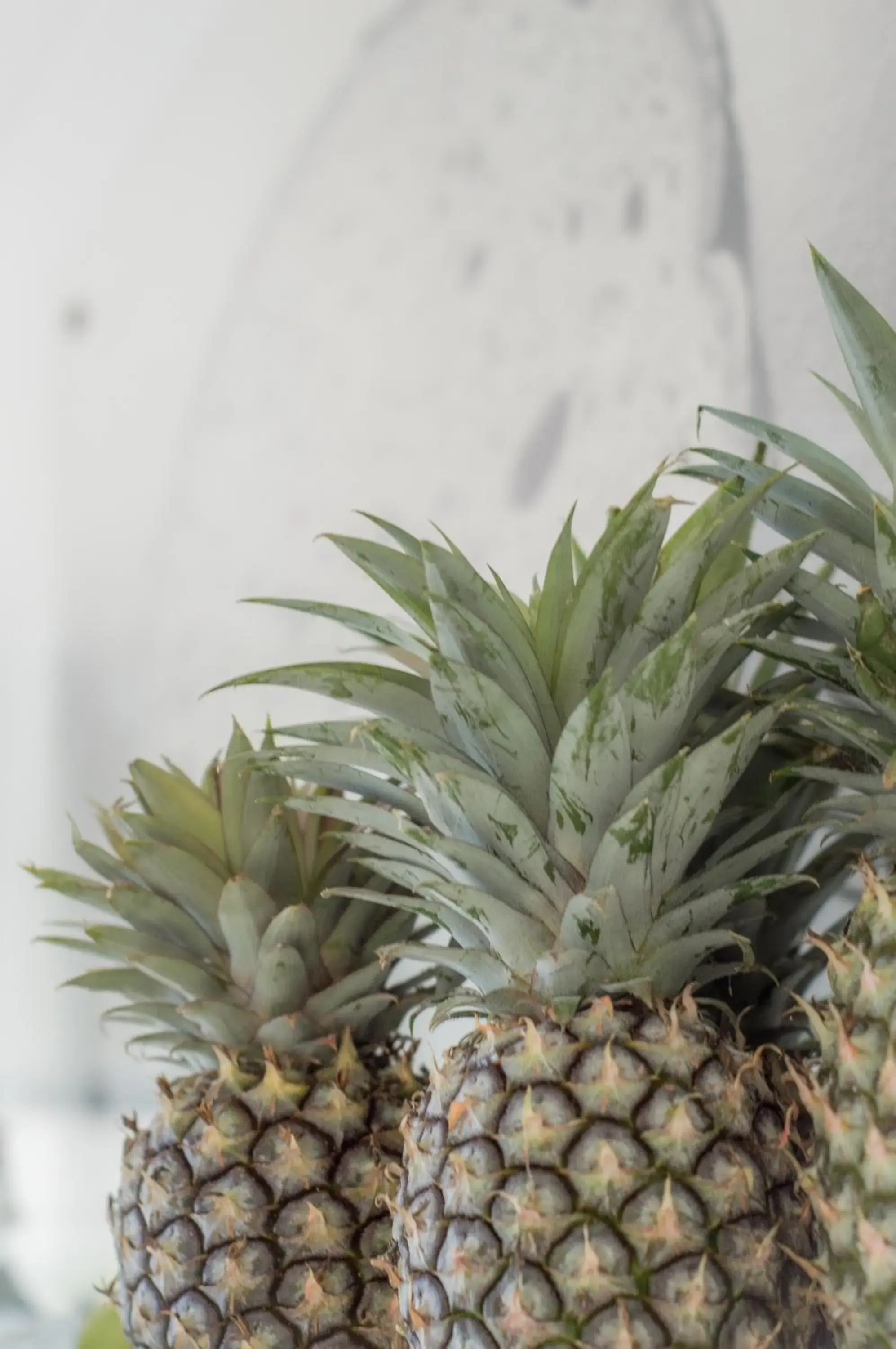 Food in Byron Springs Food in Byron Springs